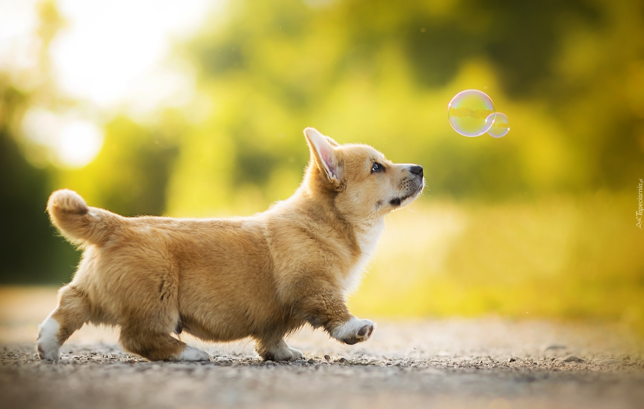 Pies, Welsh corgi pembroke, Bańki mydlane