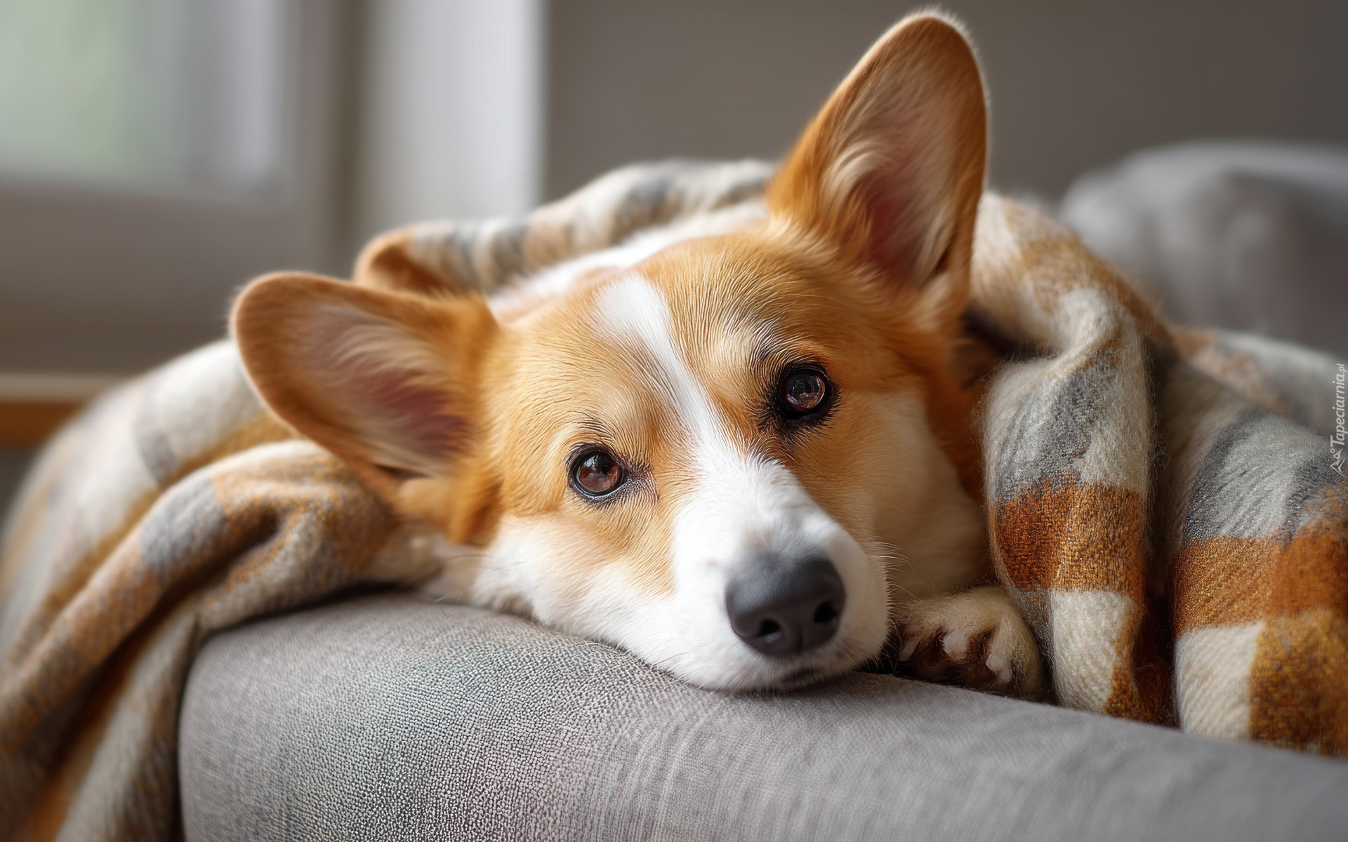 Pies, Welsh corgi pembroke, Głowa, Koc, Grafika AI