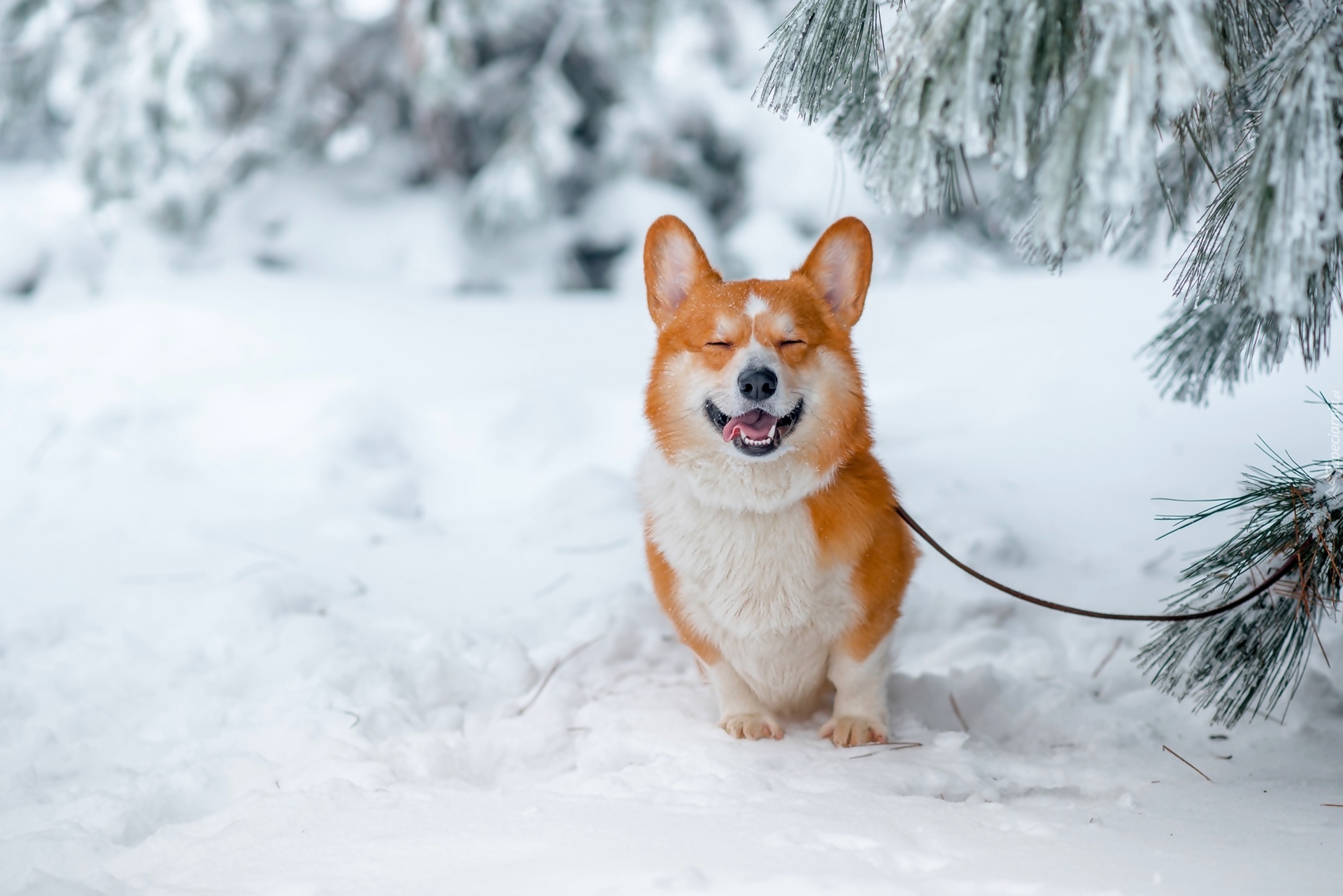 Welsh corgi pembroke, Las, Drzewa, Zima