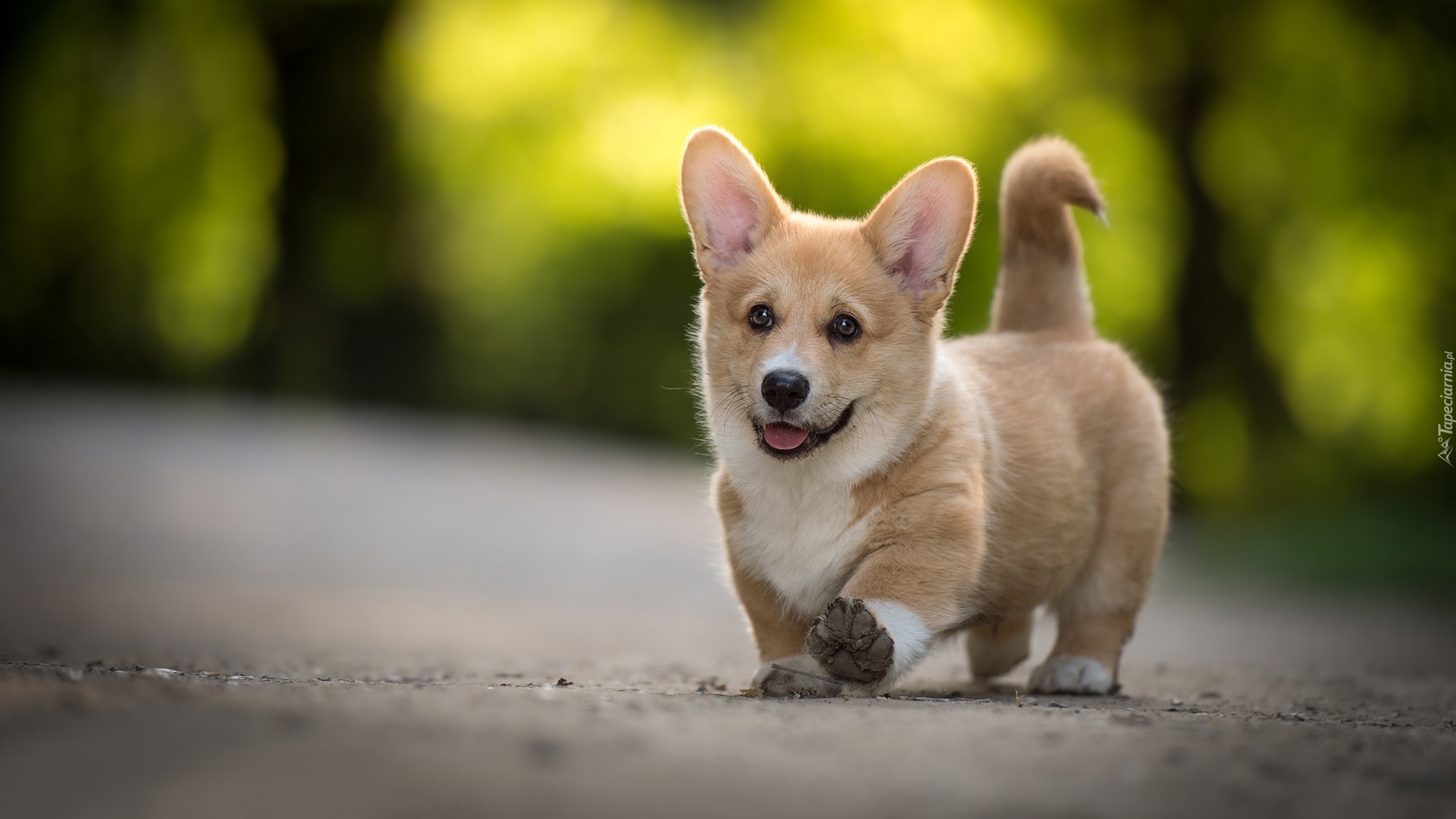 Pies, Szczeniak, Welsh corgi pembroke