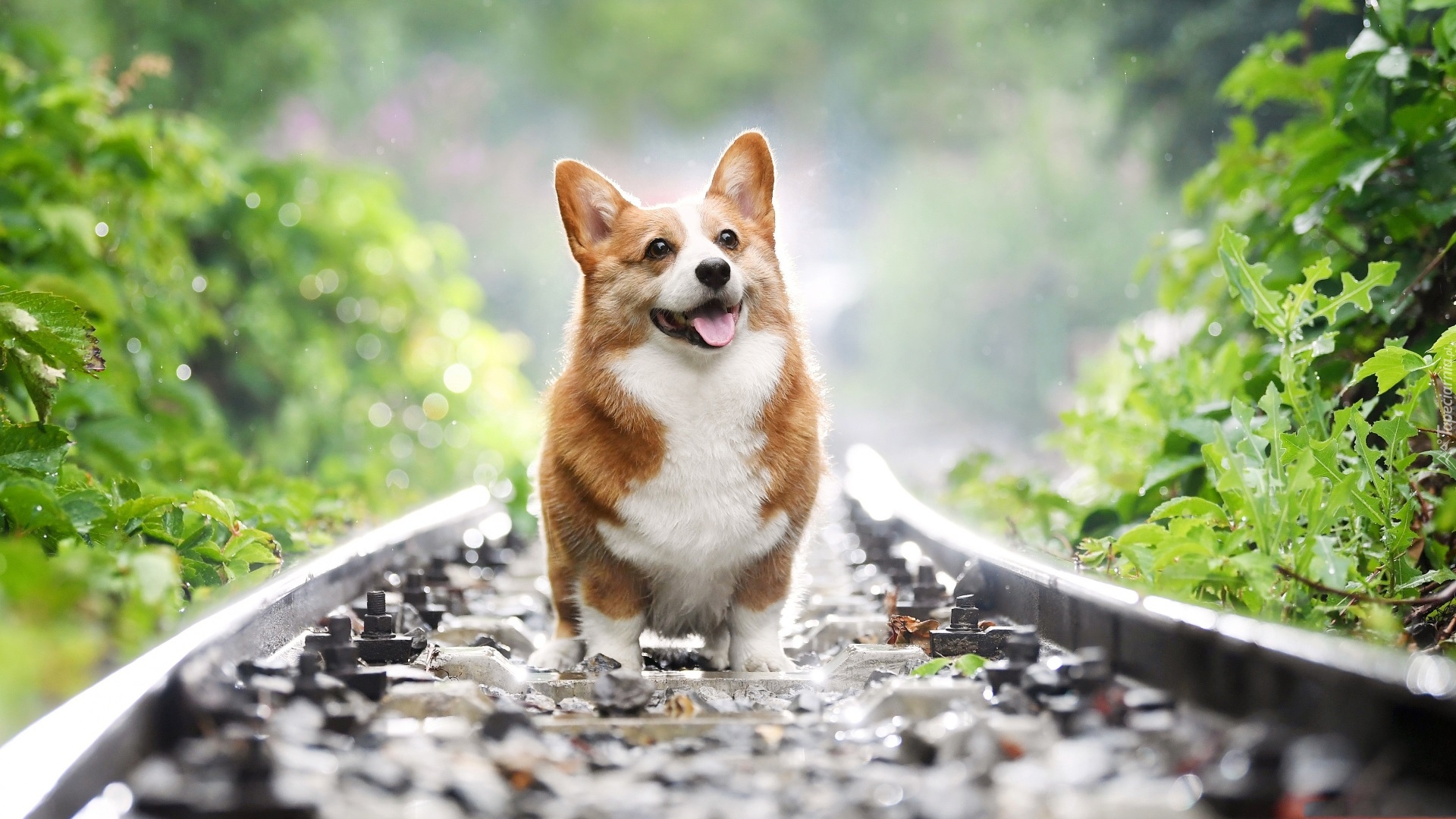 Pies, Welsh corgi pembroke, Tory, Liście