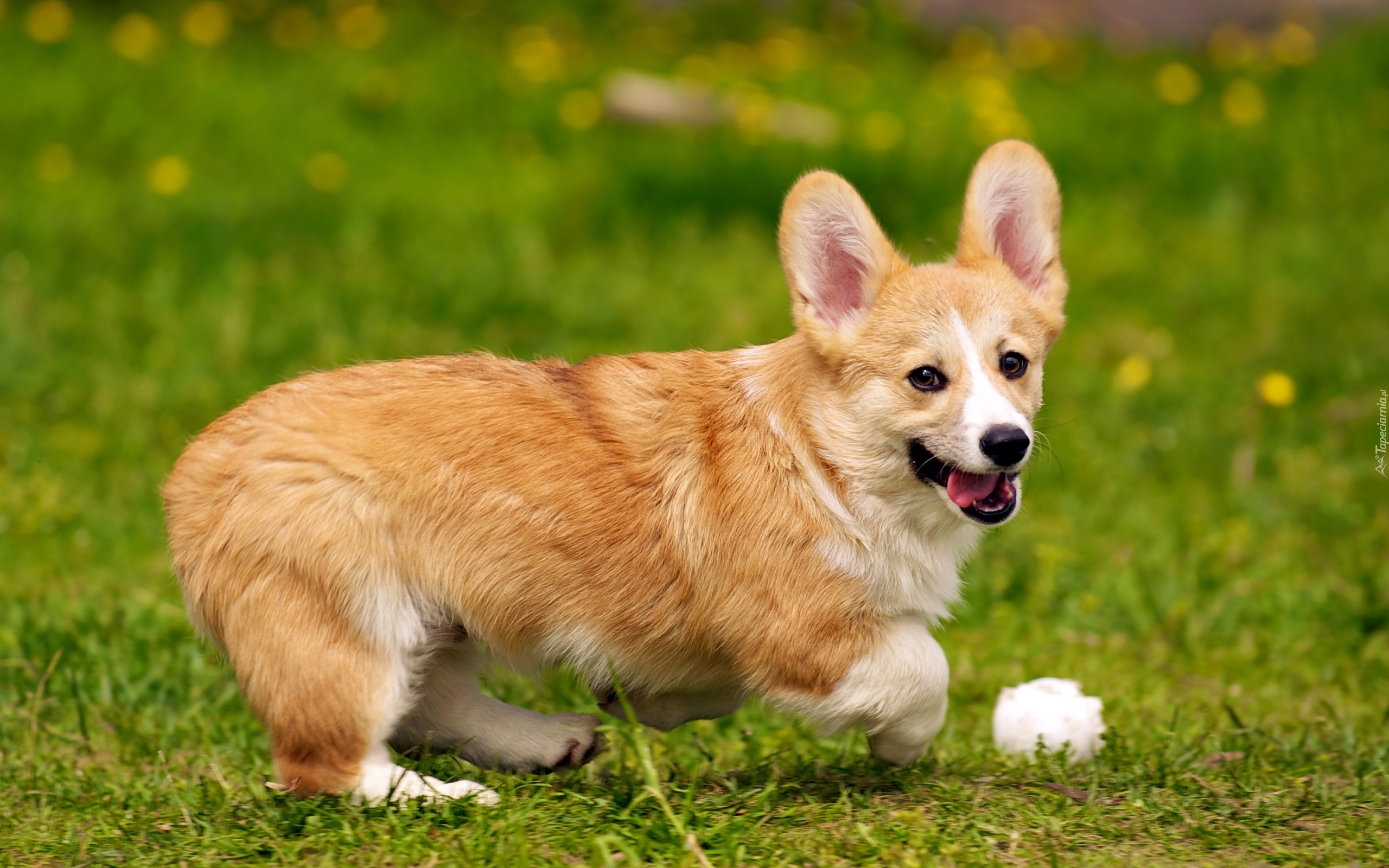 Welsh corgi pembroke, Piłeczka