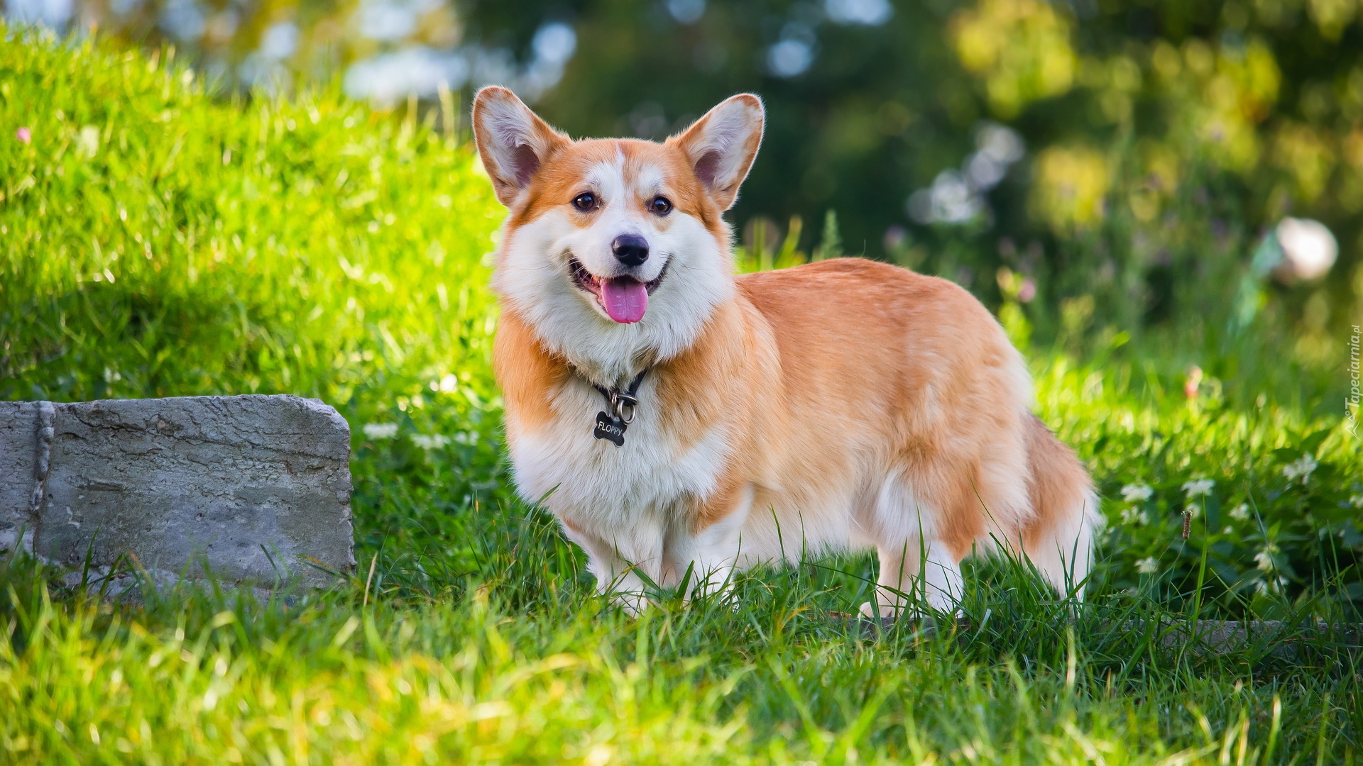 Pies, Welsh corgi pembroke, Trawa, Kamień