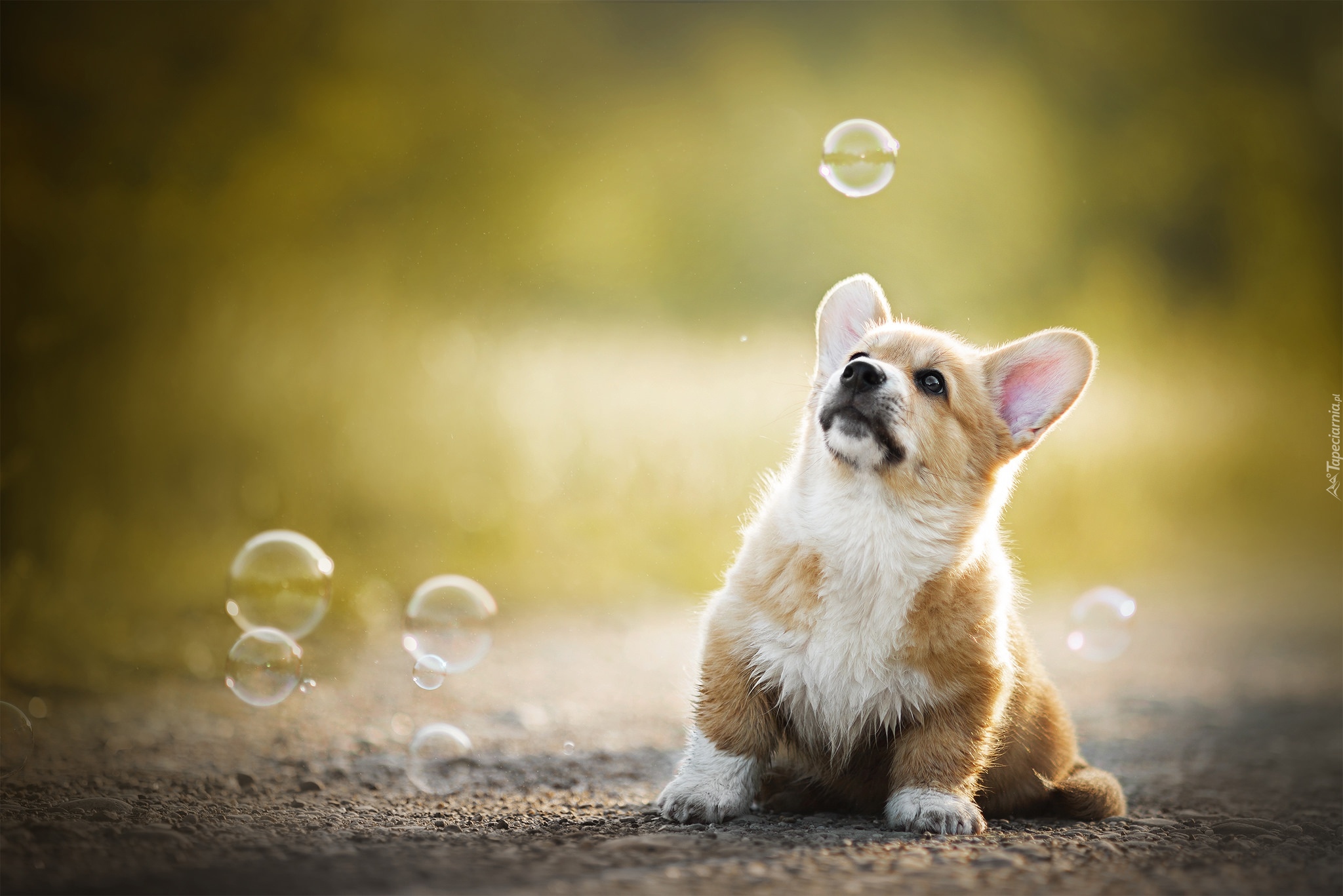 Pies, Welsh corgi pembroke, Bańki