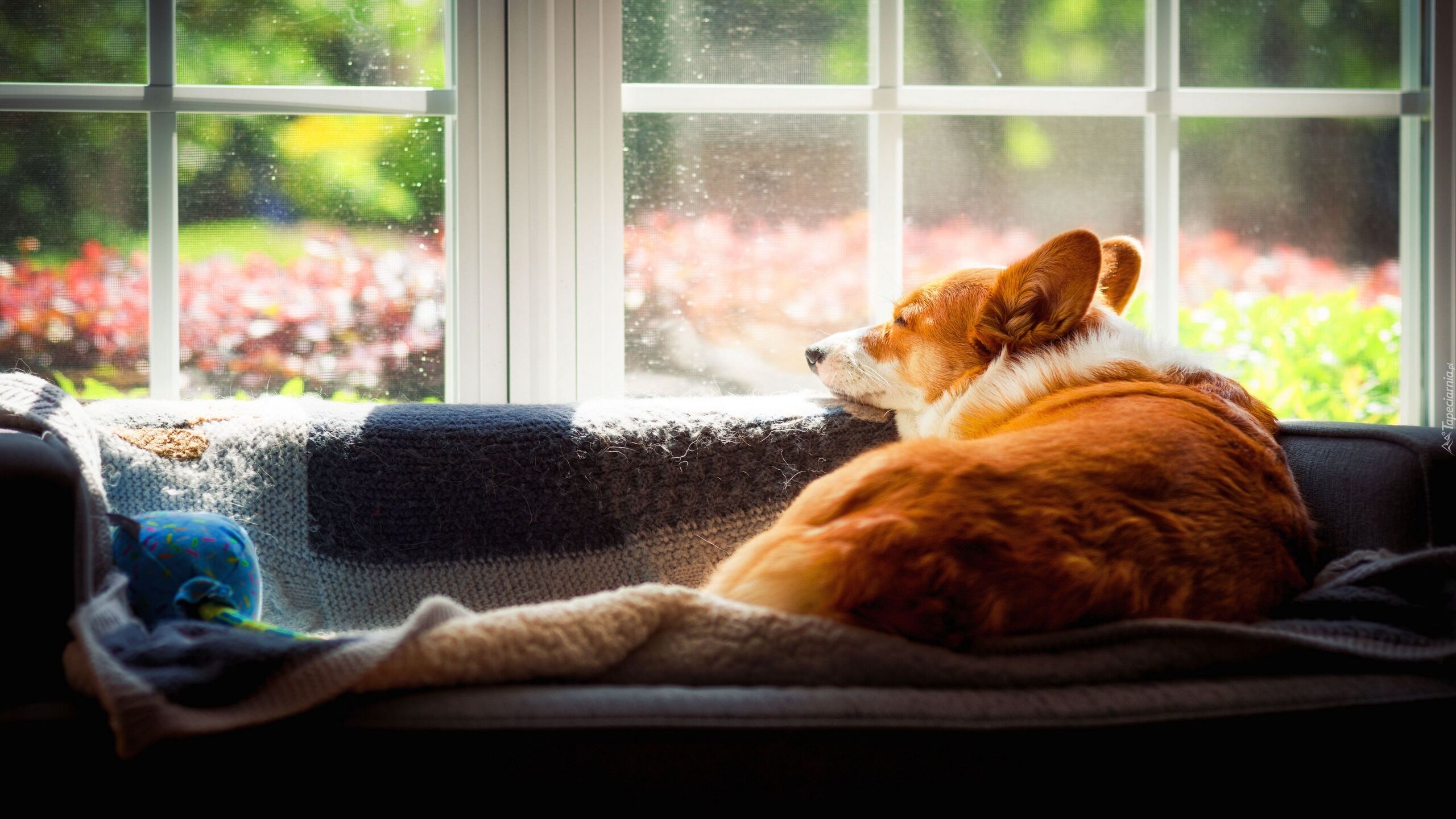 Pies, Okno, Welsh corgi pembroke