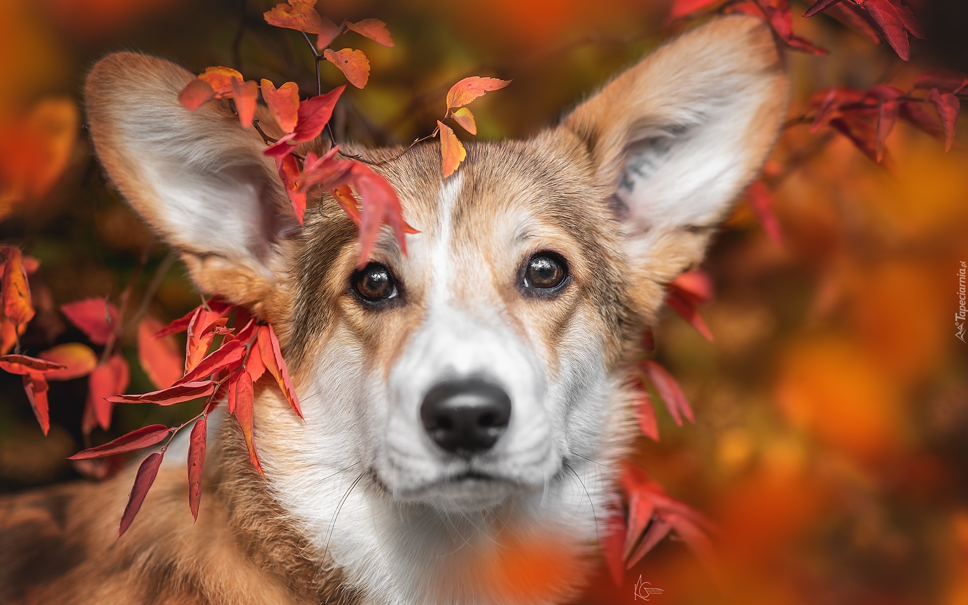 Pies, Welsh corgi pembroke, Liście