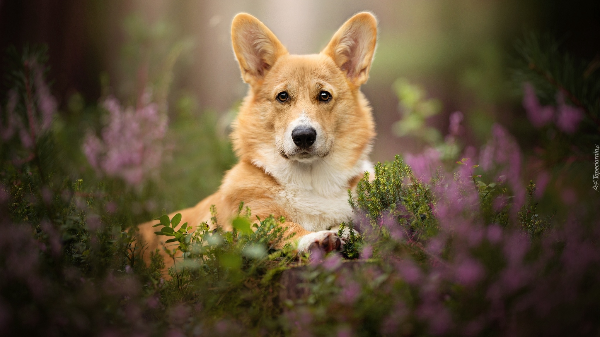 Pies, Welsh corgi pembroke, Mordka, Rośliny