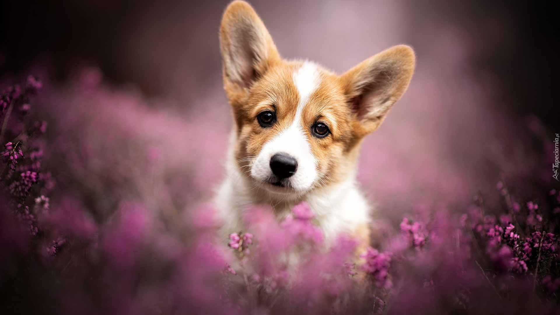 Szczeniak, Welsh corgi pembroke, Wrzosy, Spojrzenie