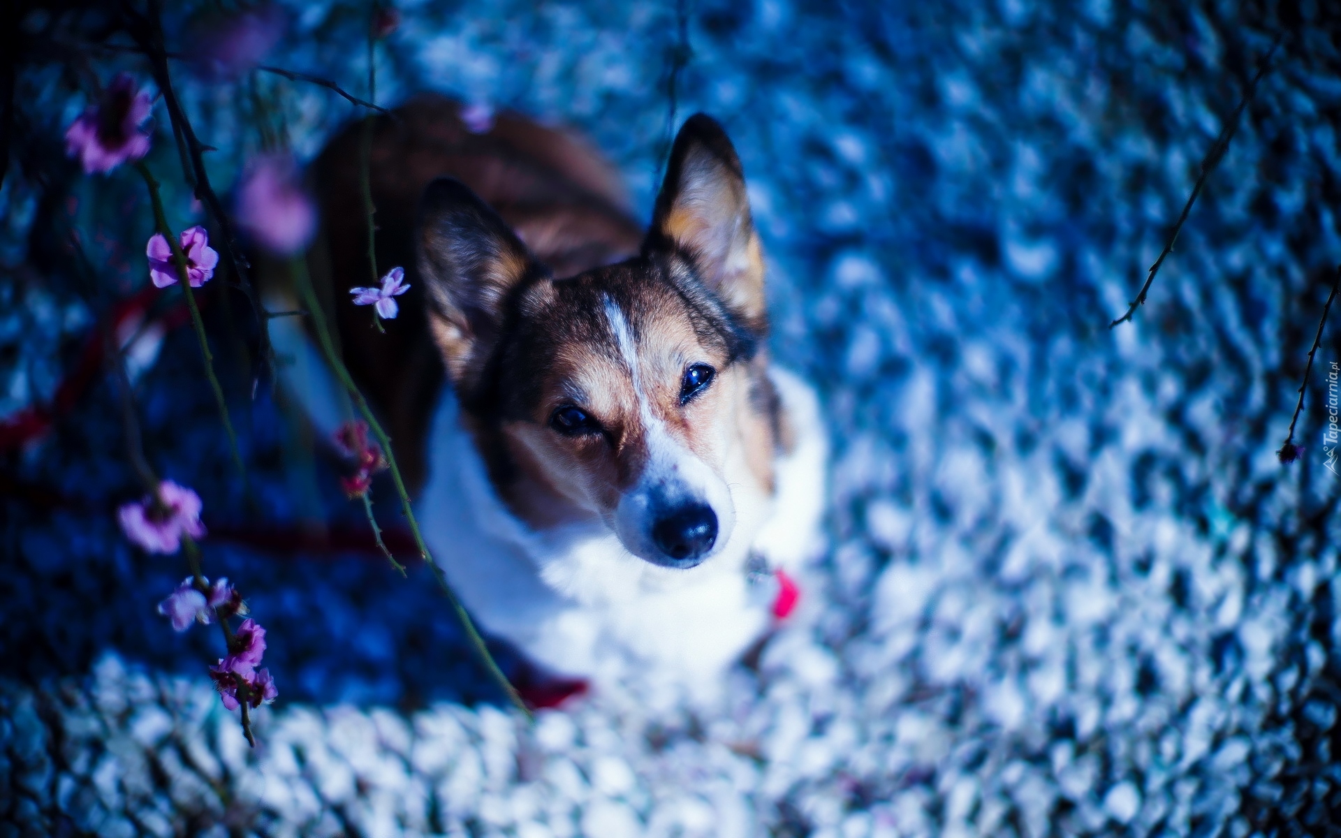 Pies, Welsh corgi pembroke, Kwiatki