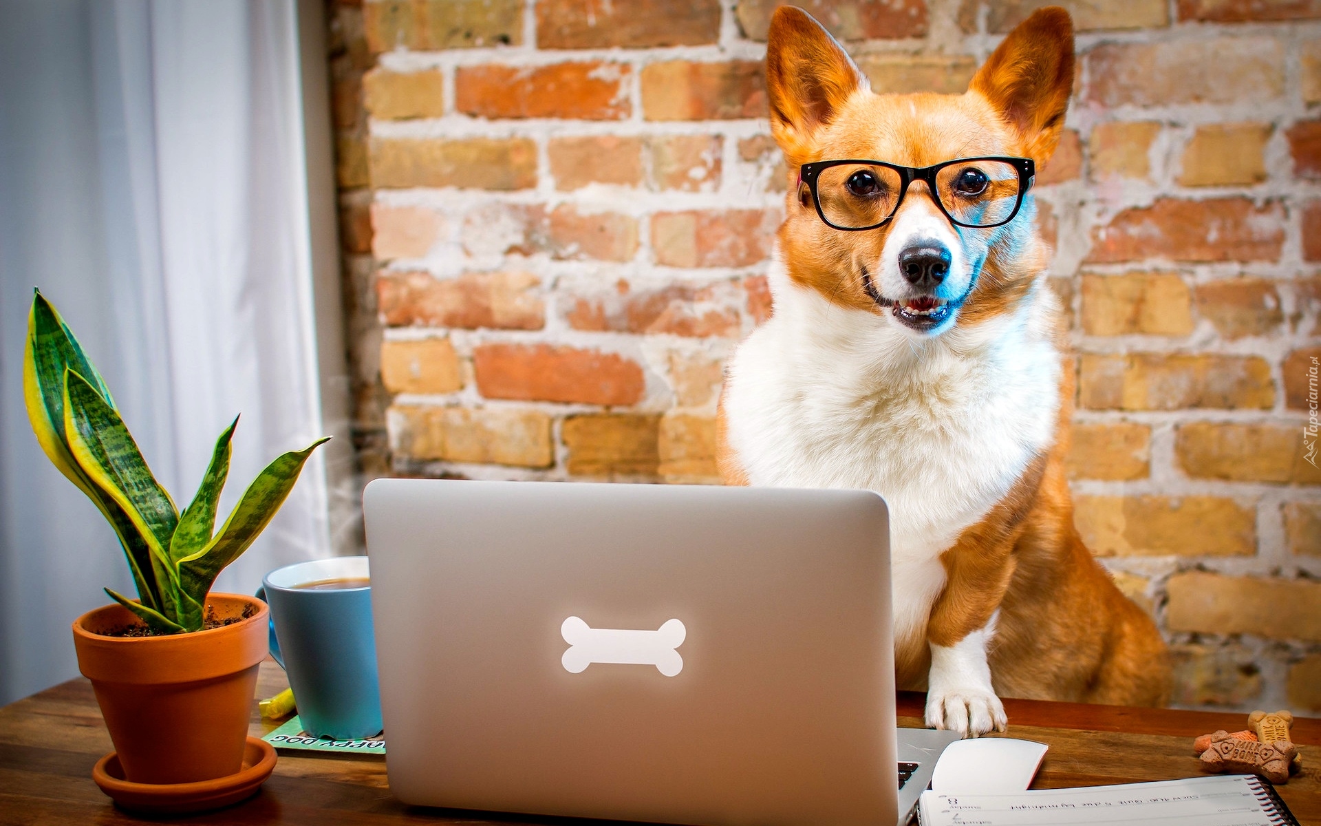 Pies, Welsh corgi pembroke, Okulary, Laptop, Śmieszne