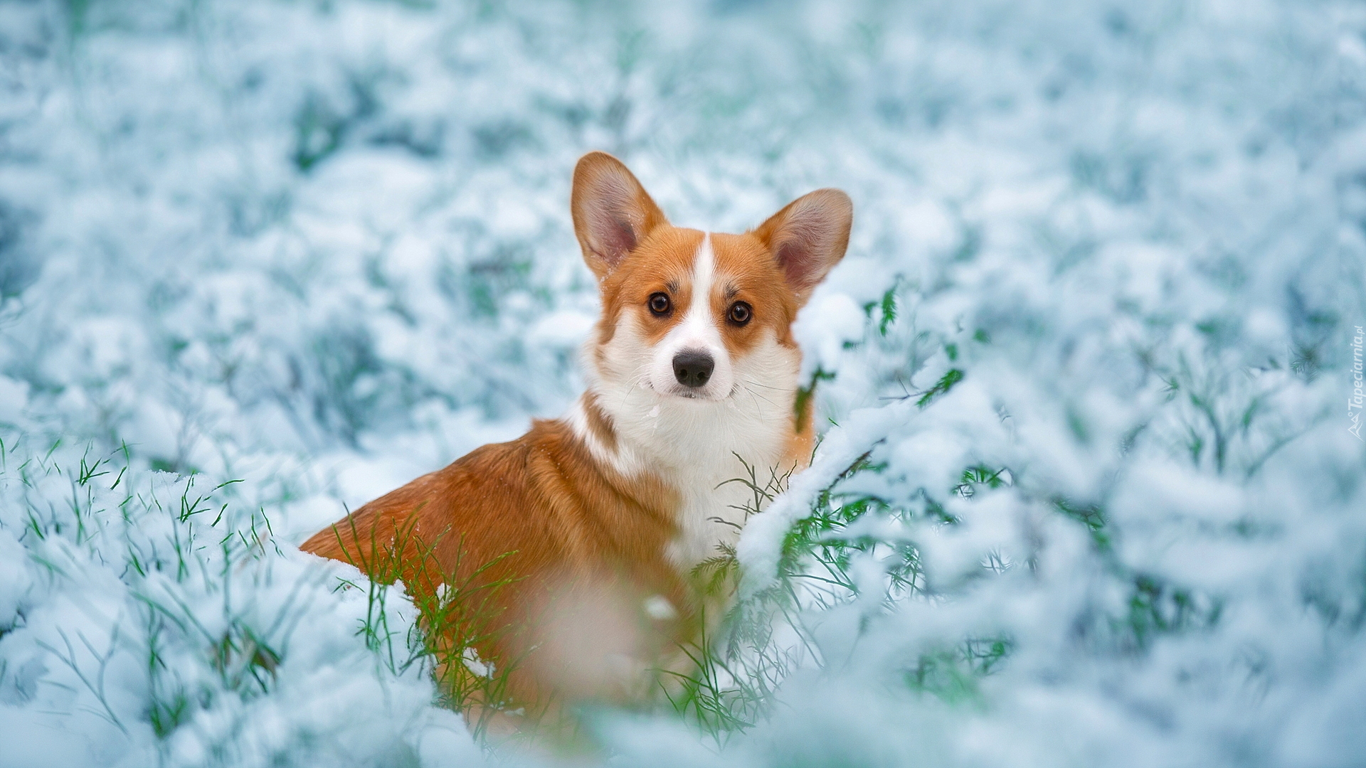 Pies, Śnieg, Gałązki, Trawa, Welsh corgi pembroke