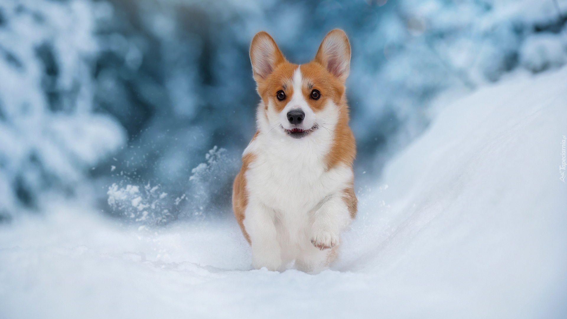 Pies, Śnieg, Welsh corgi pembroke