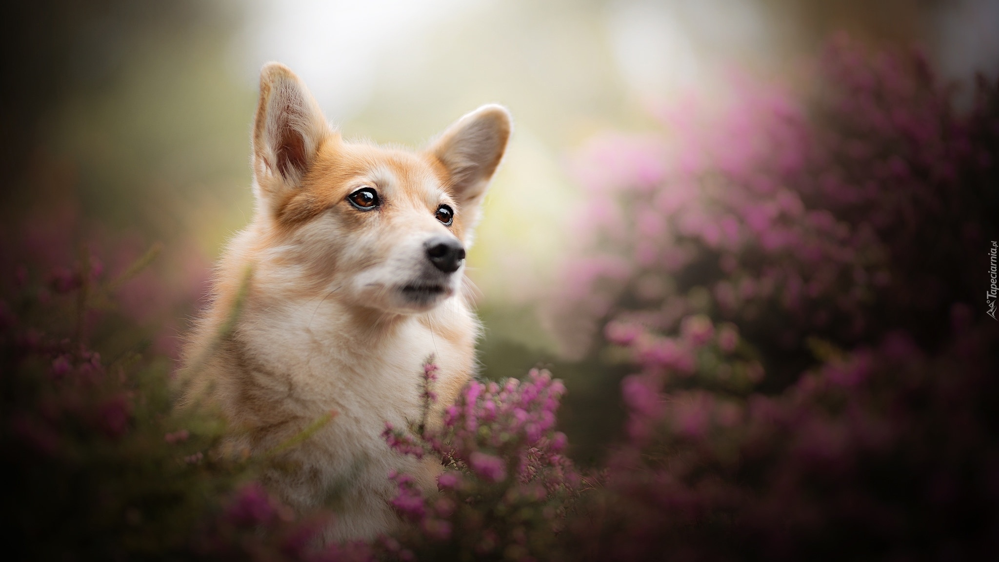 Pies, Welsh corgi pembroke, Mordka, Wrzosy