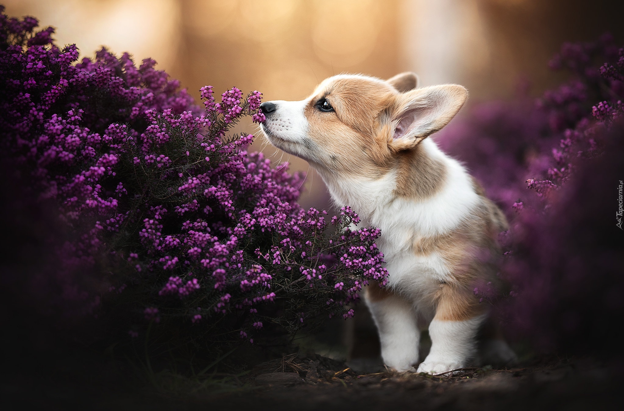 Pies, Welsh corgi pembroke, Szczeniak, Wrzośce