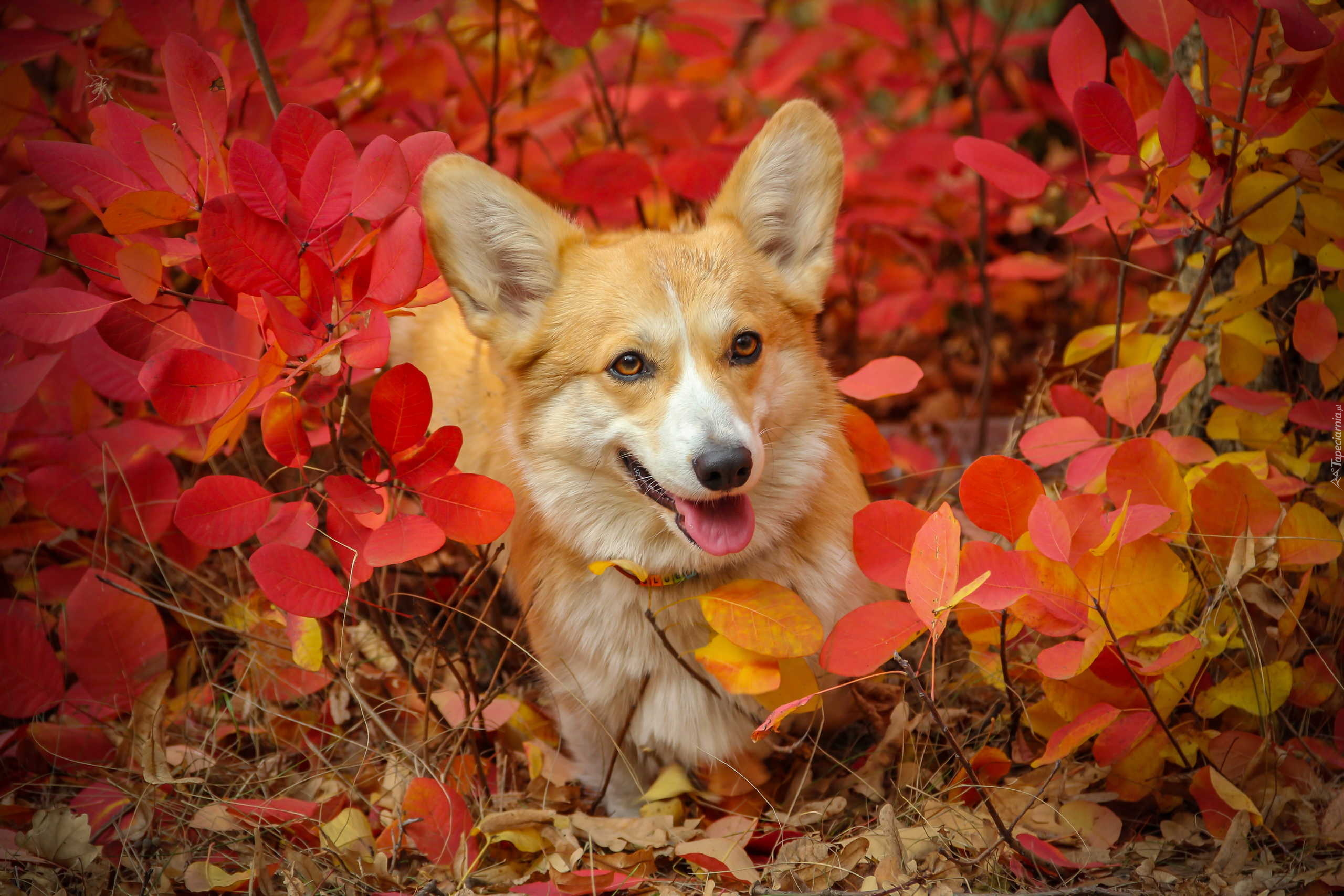 Pies, Welsh corgi pembroke, Krzewy, Czerwone, Liście