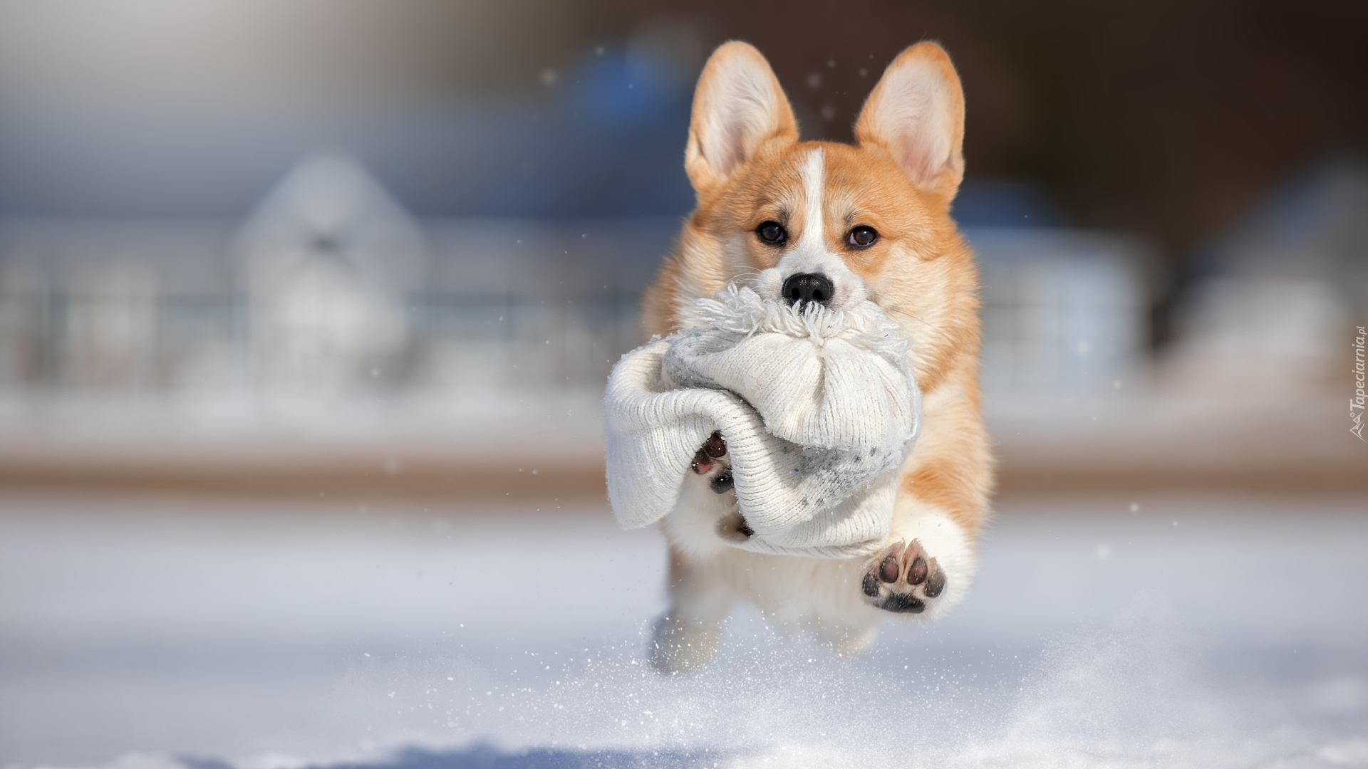 Pies, Welsh corgi pembroke, Czapka