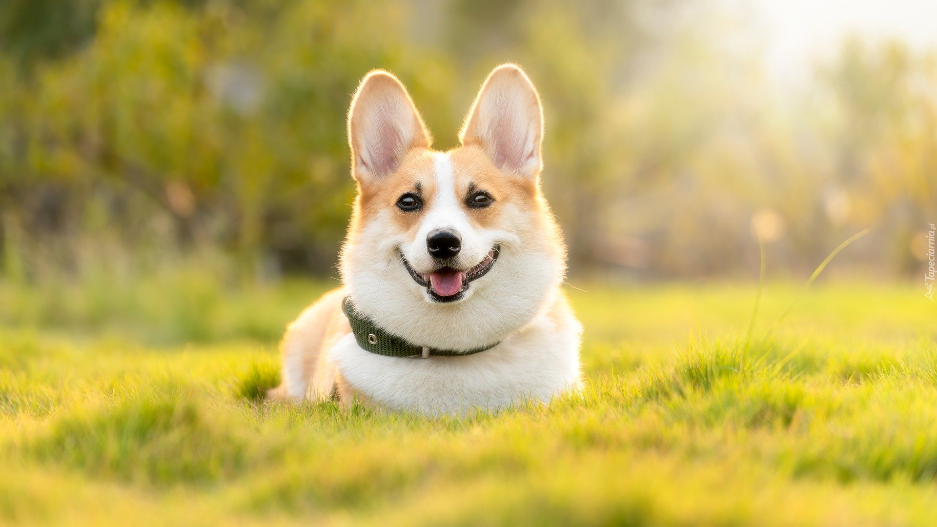 Pies, Welsh corgi pembroke, Obroża