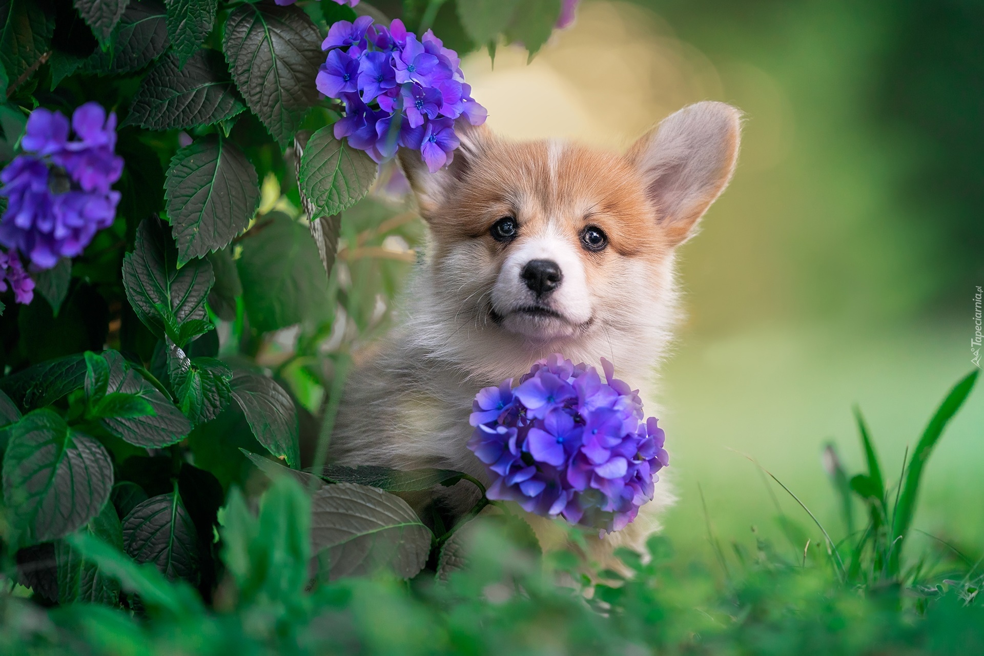 Welsh corgi pembroke, Pies, Kwiaty, Hortensja