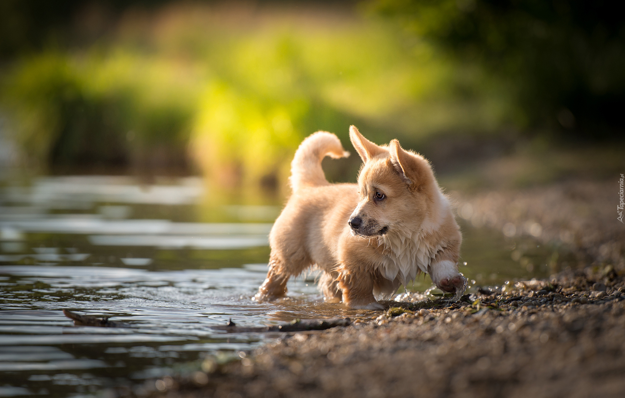 Pies, Welsh corgi pembroke, Woda