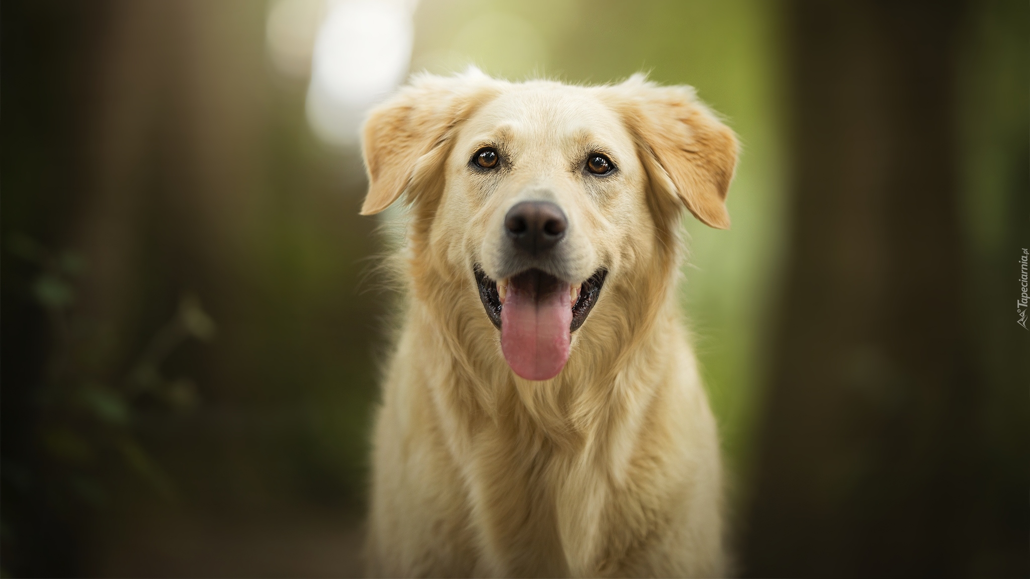 Pies, Golden retriever, Mordka, Język