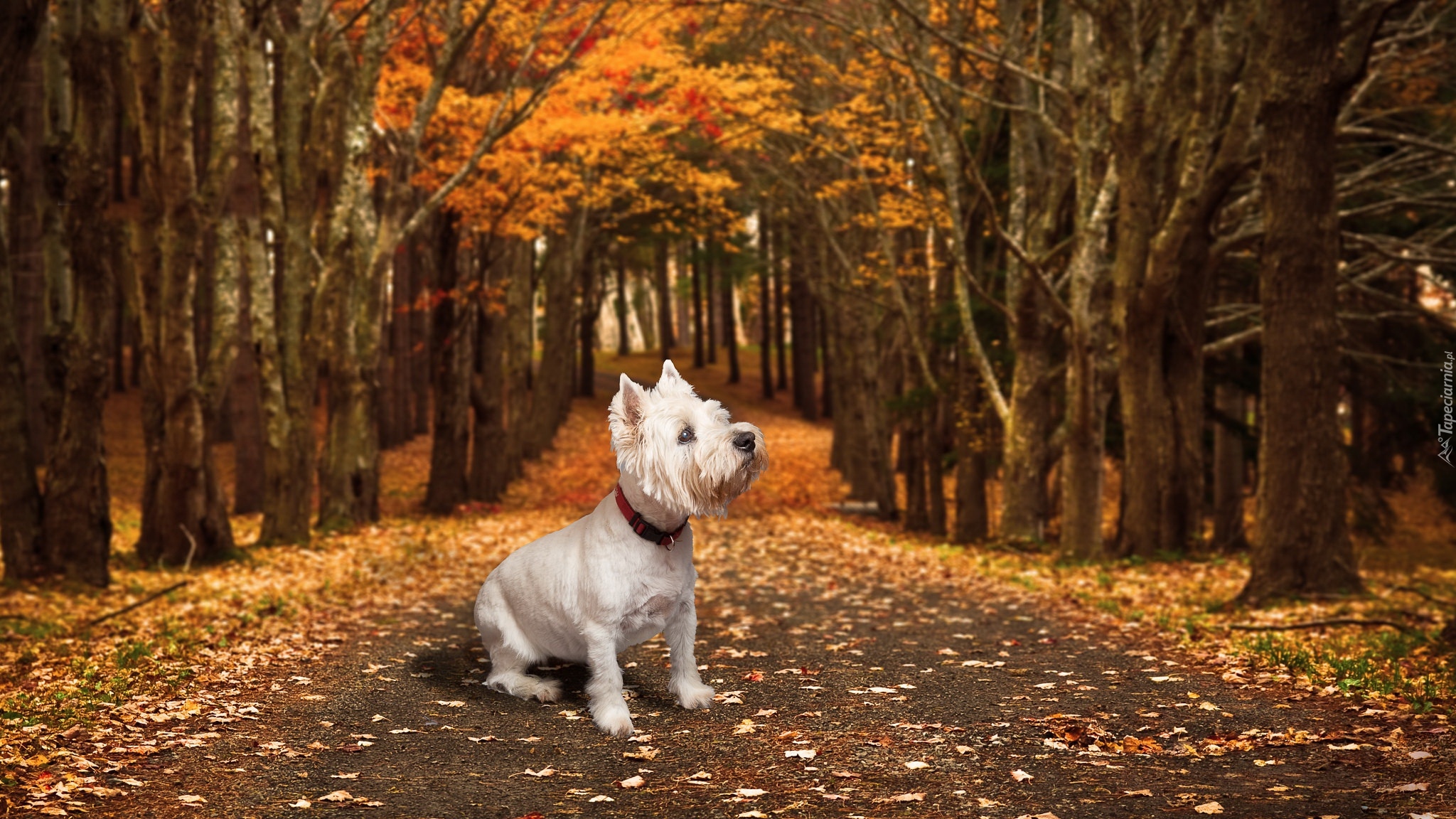 Biały, Pies, West highland white terrier, Droga, Drzewa