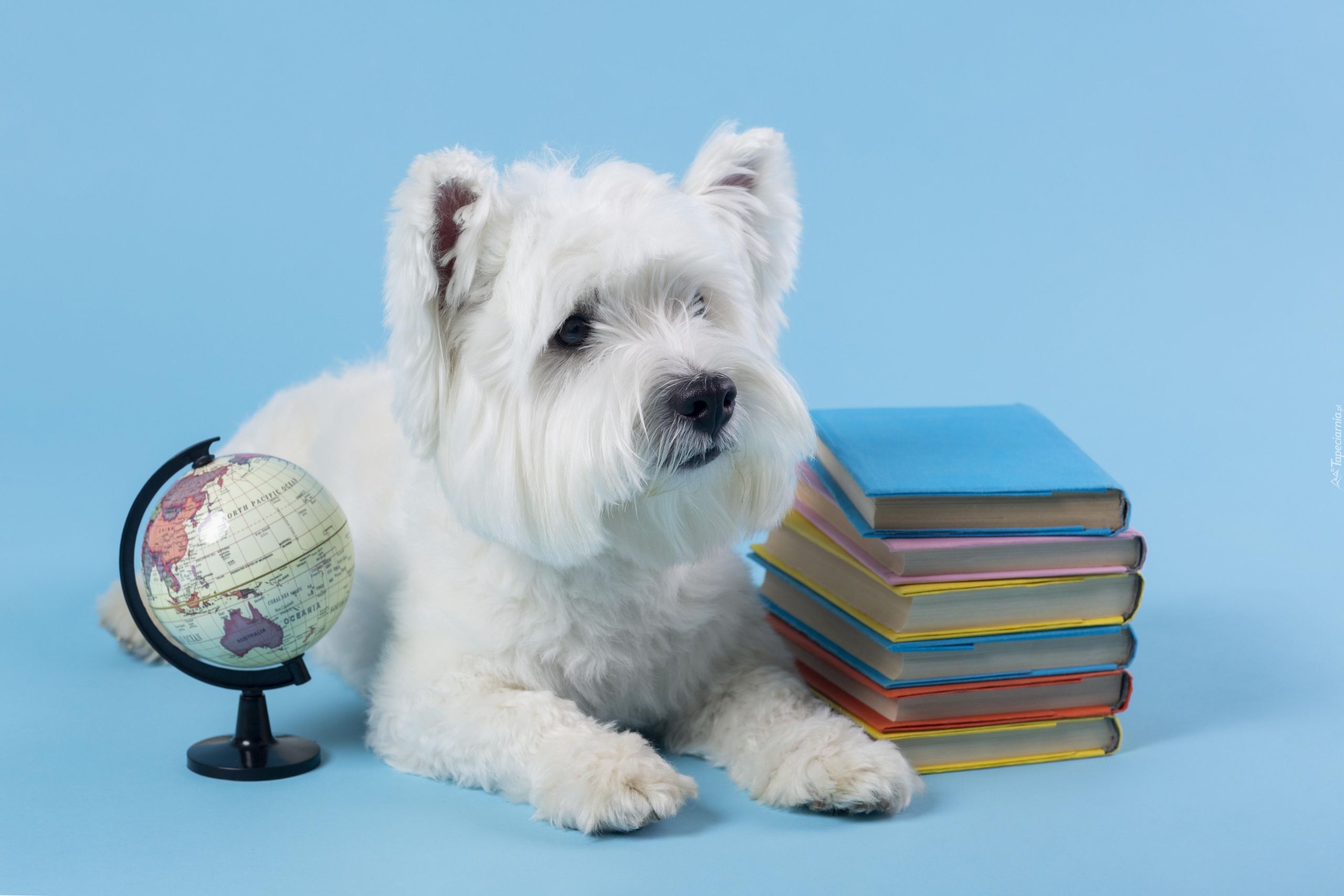 Pies, Biały, West highland white terrier, Globus, Książki, Niebieskie, Tło