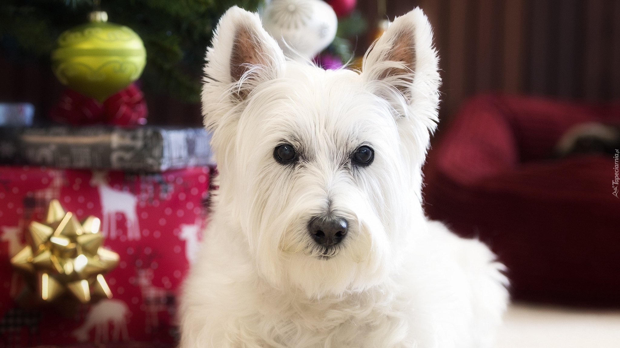 Pies, West highland white terrier, Mordka, Ozdoby, Świąteczne