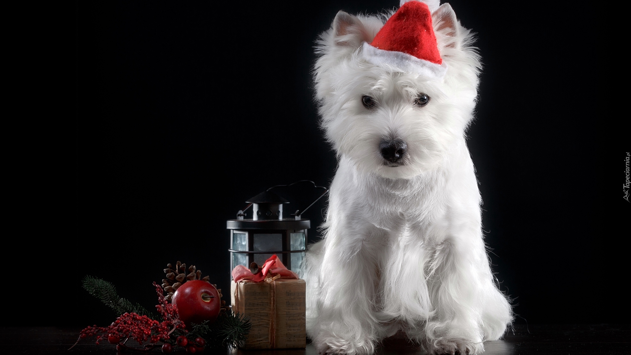 Pies, West Highland white terrier, Czapeczka, Mikołaja