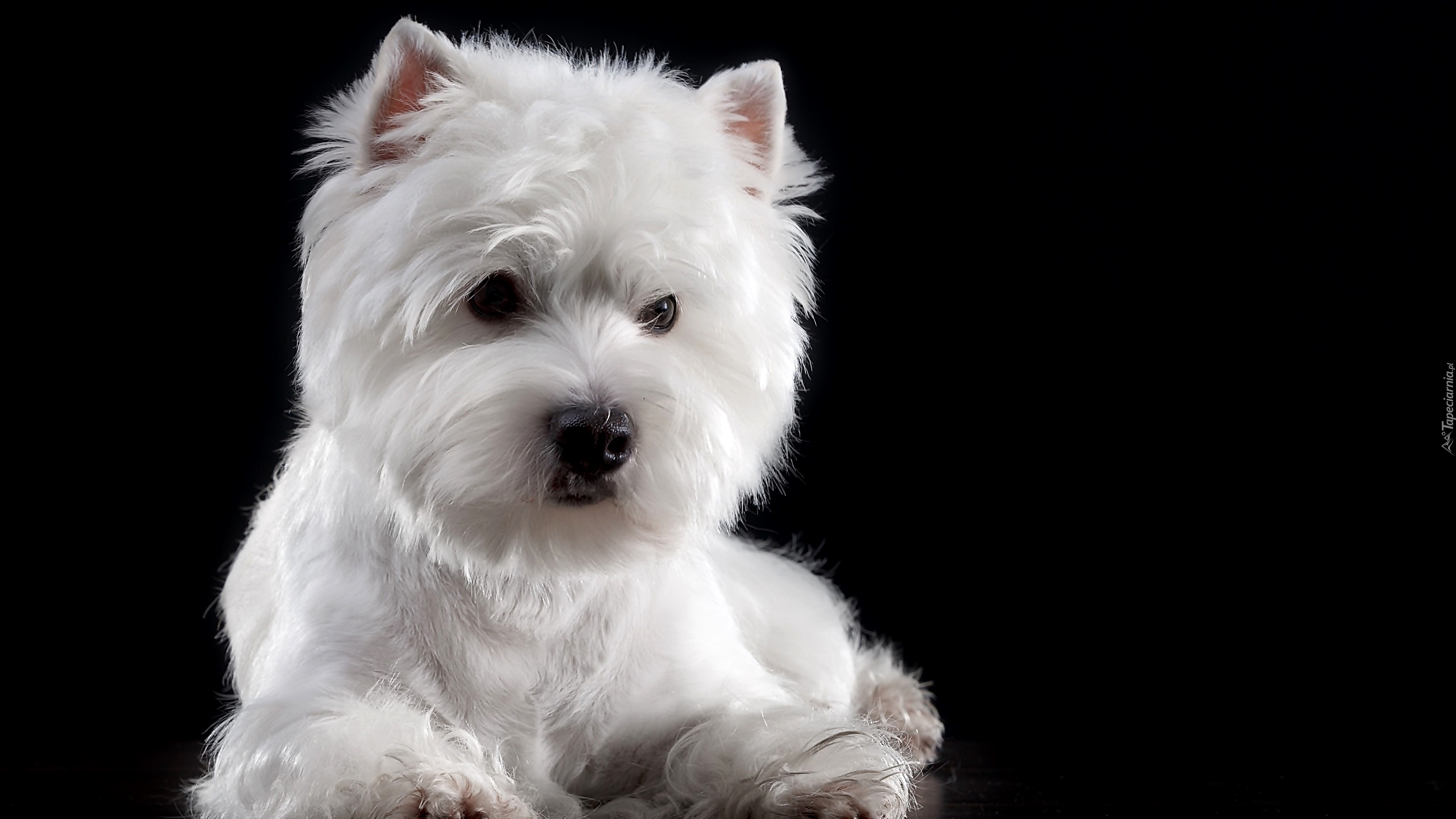 Pies,  West Highland white terrier, Mordka, Biały, Ciemne tło