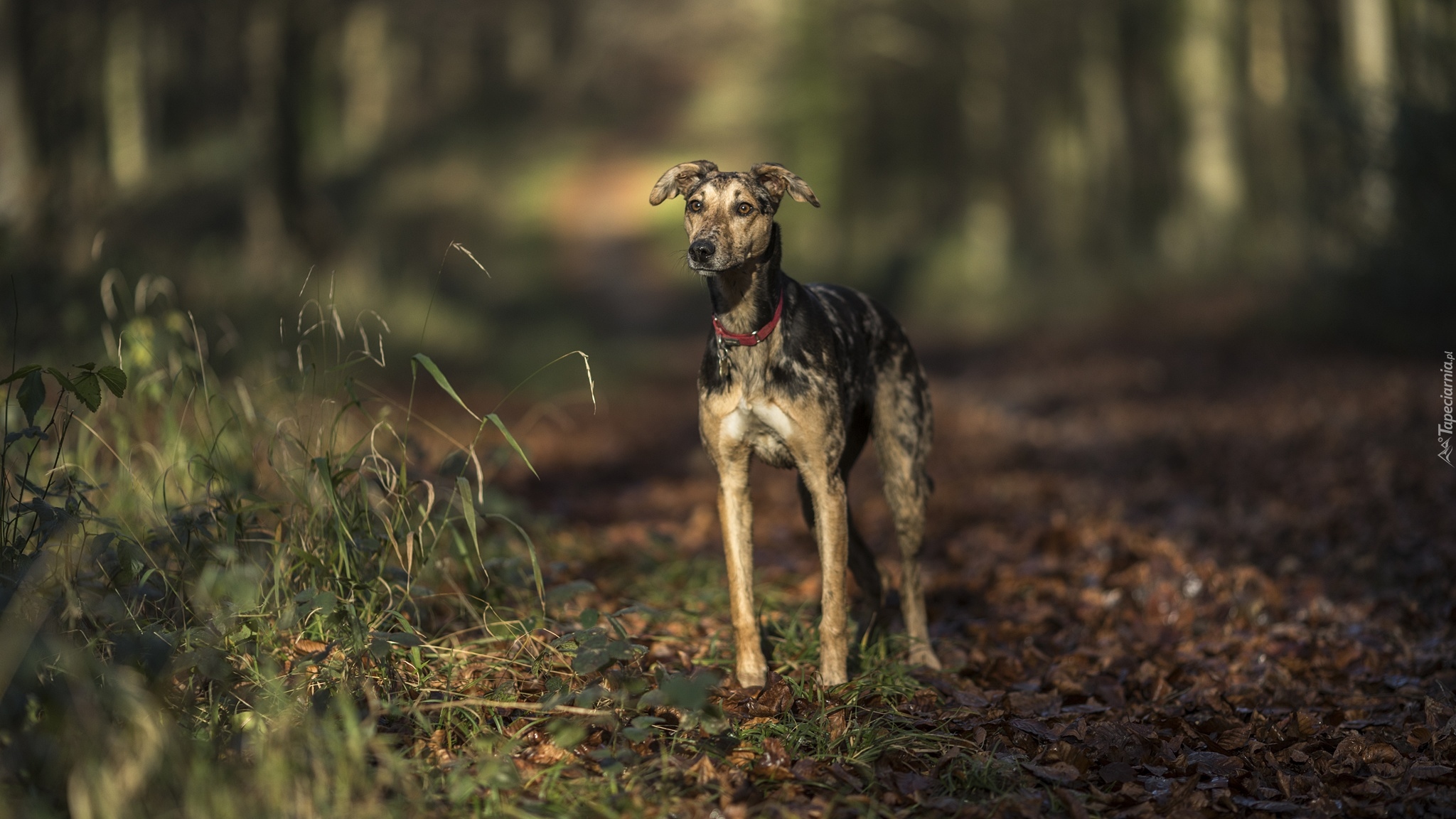 Pies, Whippet, Trawa, Liście, Droga, Las