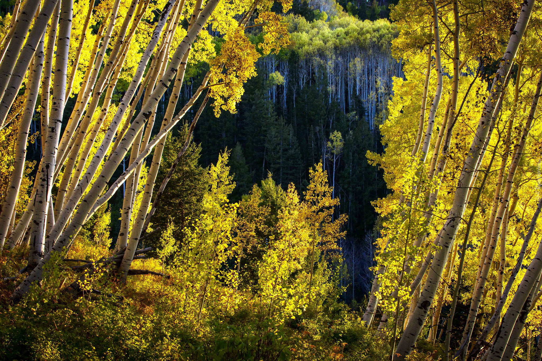 Stany Zjednoczone, Stan Kolorado, Brzozy, Las Państwowy White River National Forest