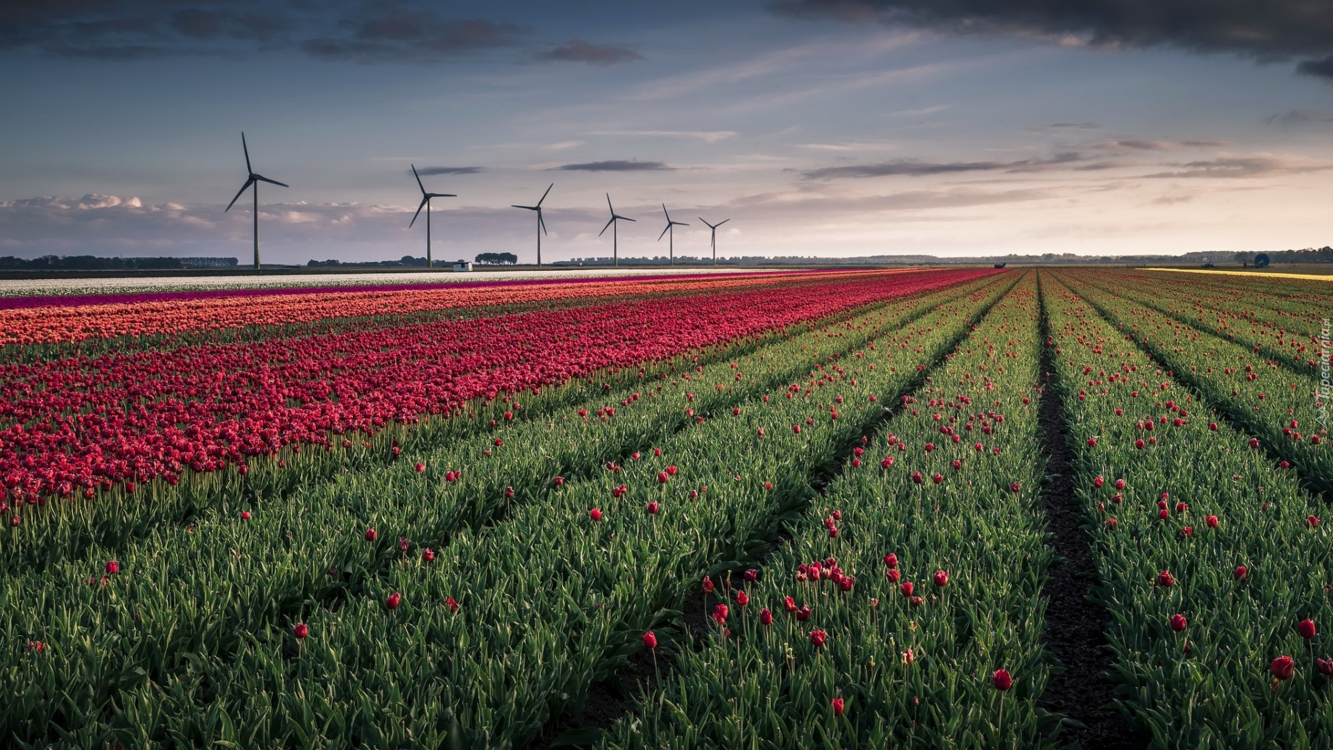 Pole, Kwiaty, Tulipany, Wiatraki