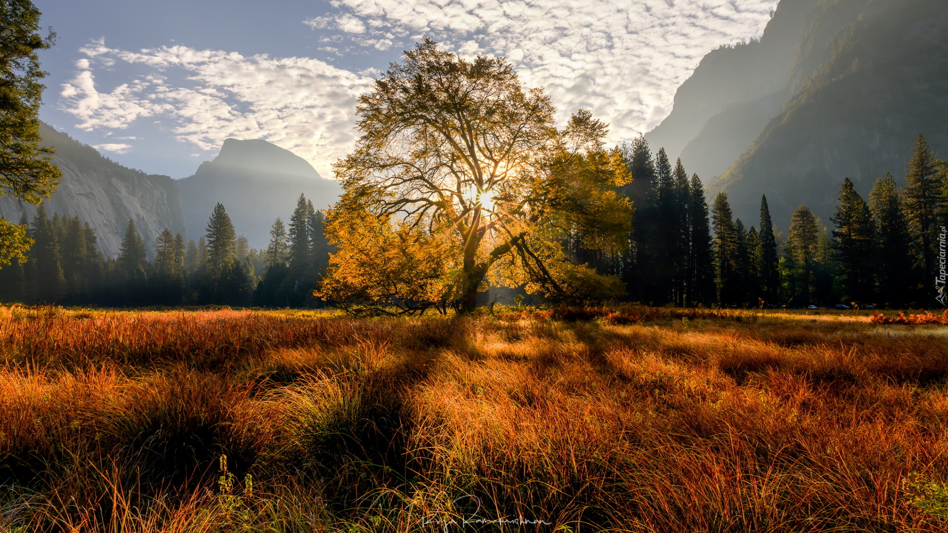 Góry, Drzewo, Wiąz, Drzewa, Las, Trawa, Jesień, Promienie słońca, Dolina, Park Narodowy Yosemite, Kalifornia, Stany Zjednoczone