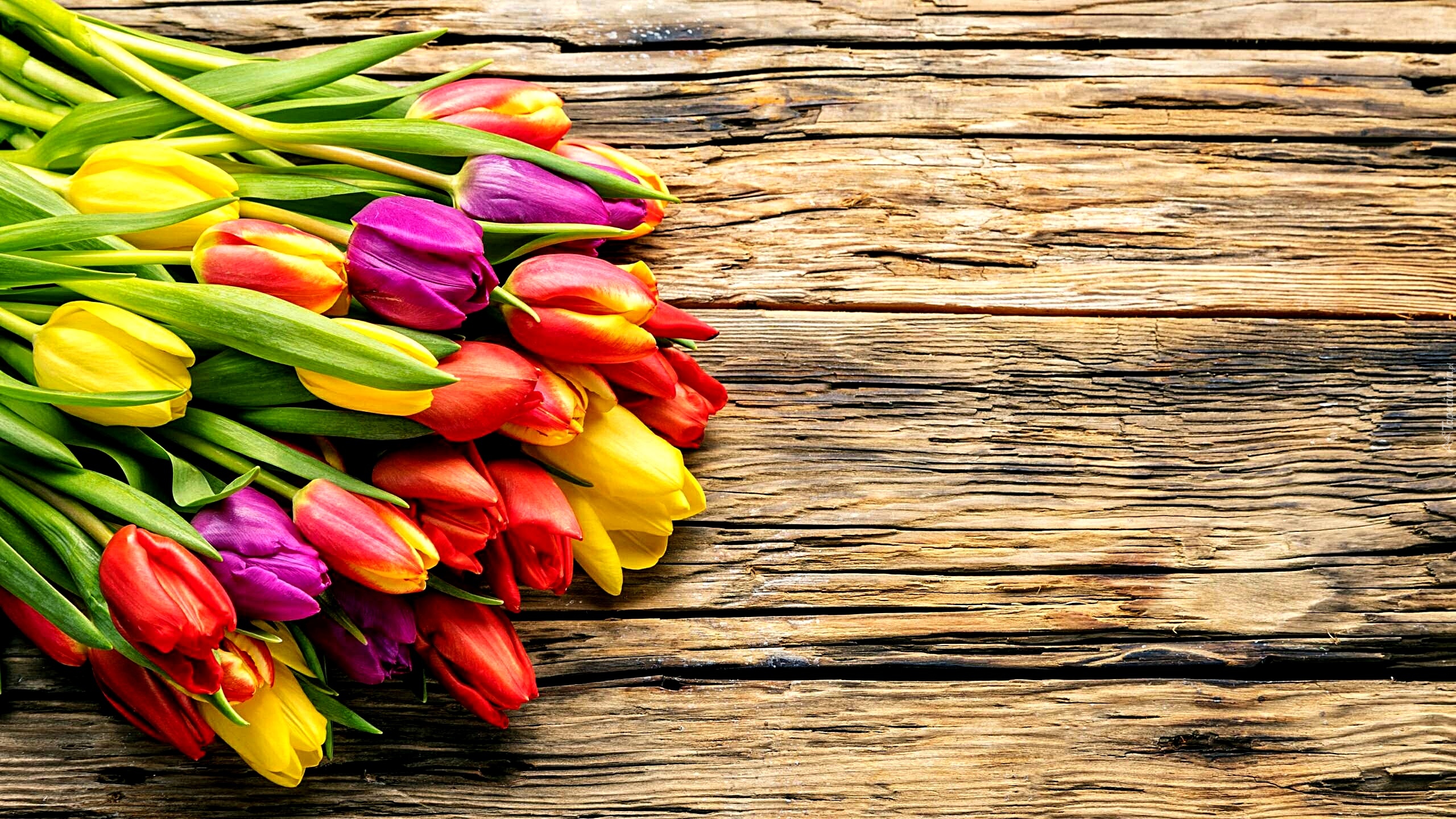 Kwiaty, Tulipany, Deski