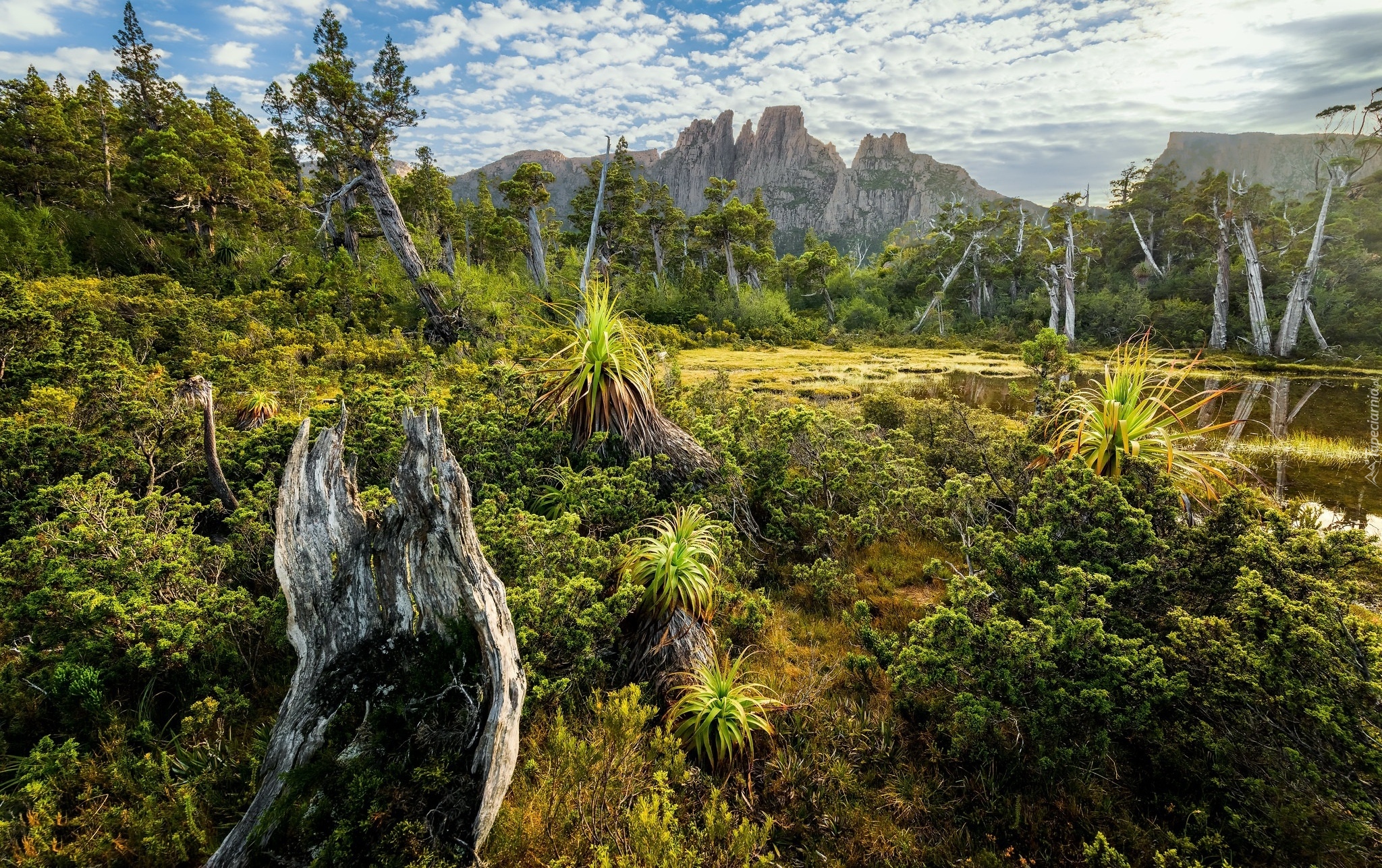 Góry Ducane Range, Drzewa, Rośliny, Góra Mount Geryon, Tasmania, Australia