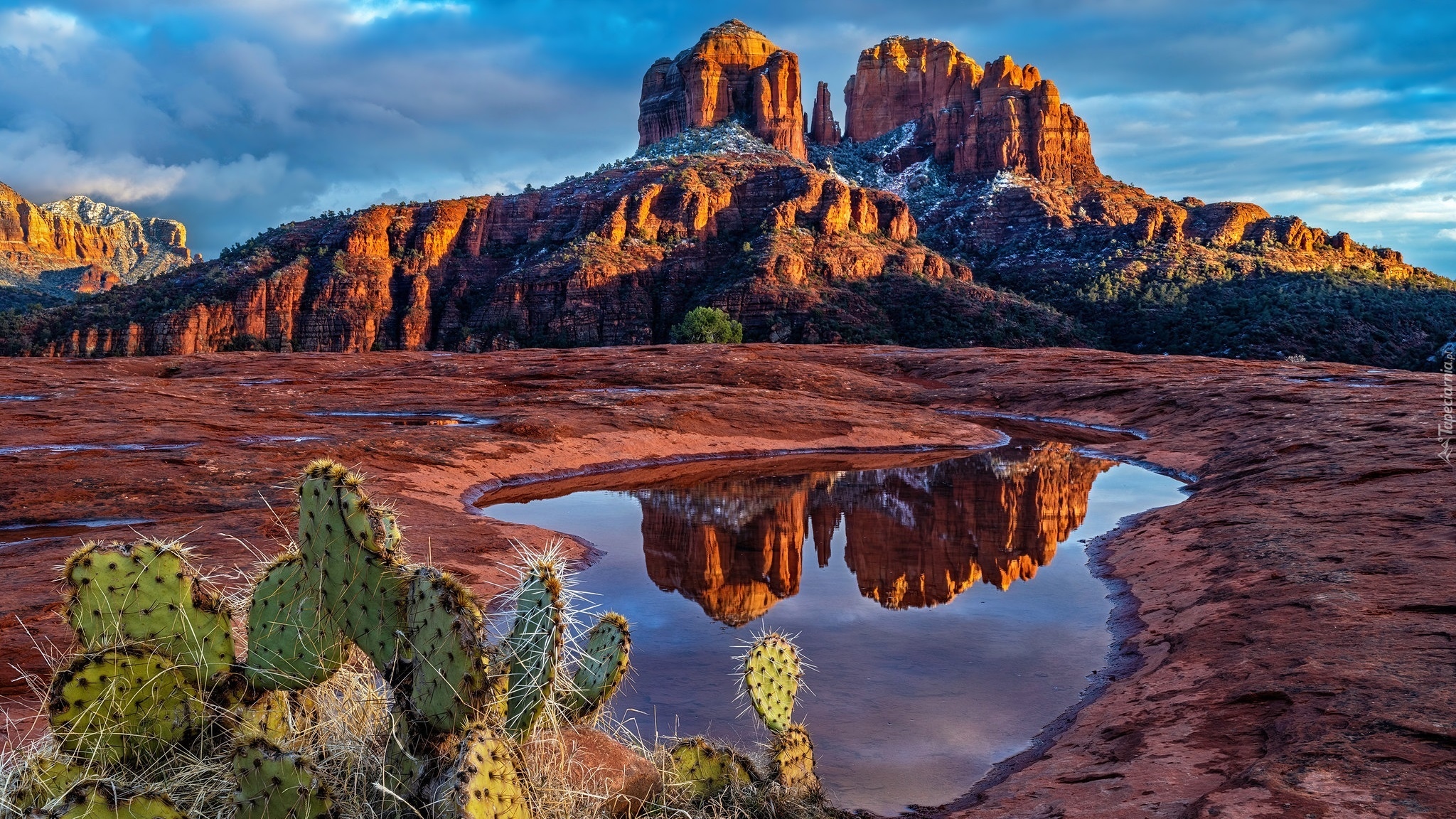 Czerwone, Skały, Góra, Kałuża, Kaktusy, Cathedral Rock, Sedona, Arizona, Stany Zjednoczone