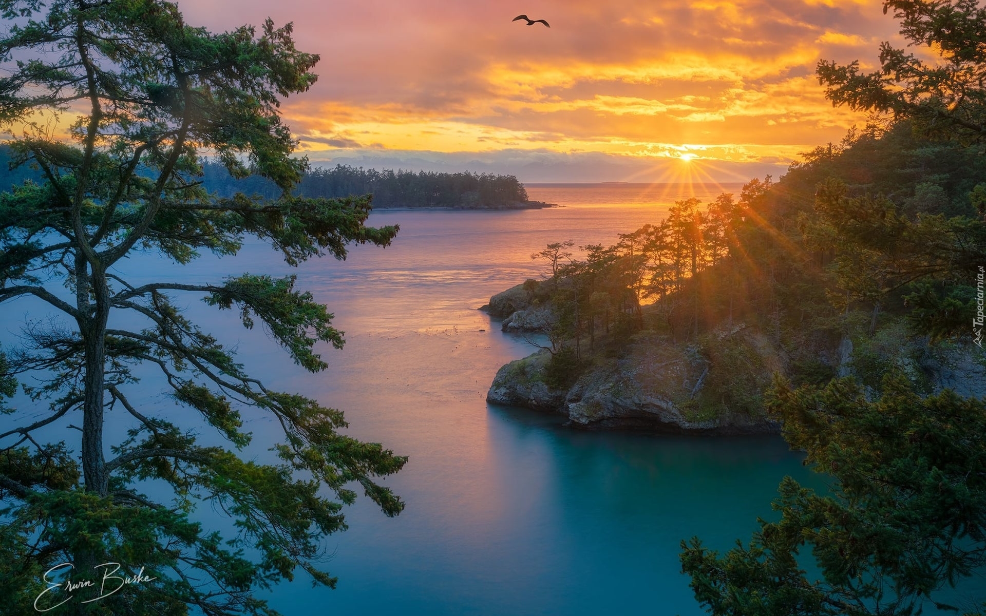Promienie słońca, Morze, Cieśnina Deception Pass, Drzewa, Oak Harbor, Stan Waszyngton, Stany Zjednoczone