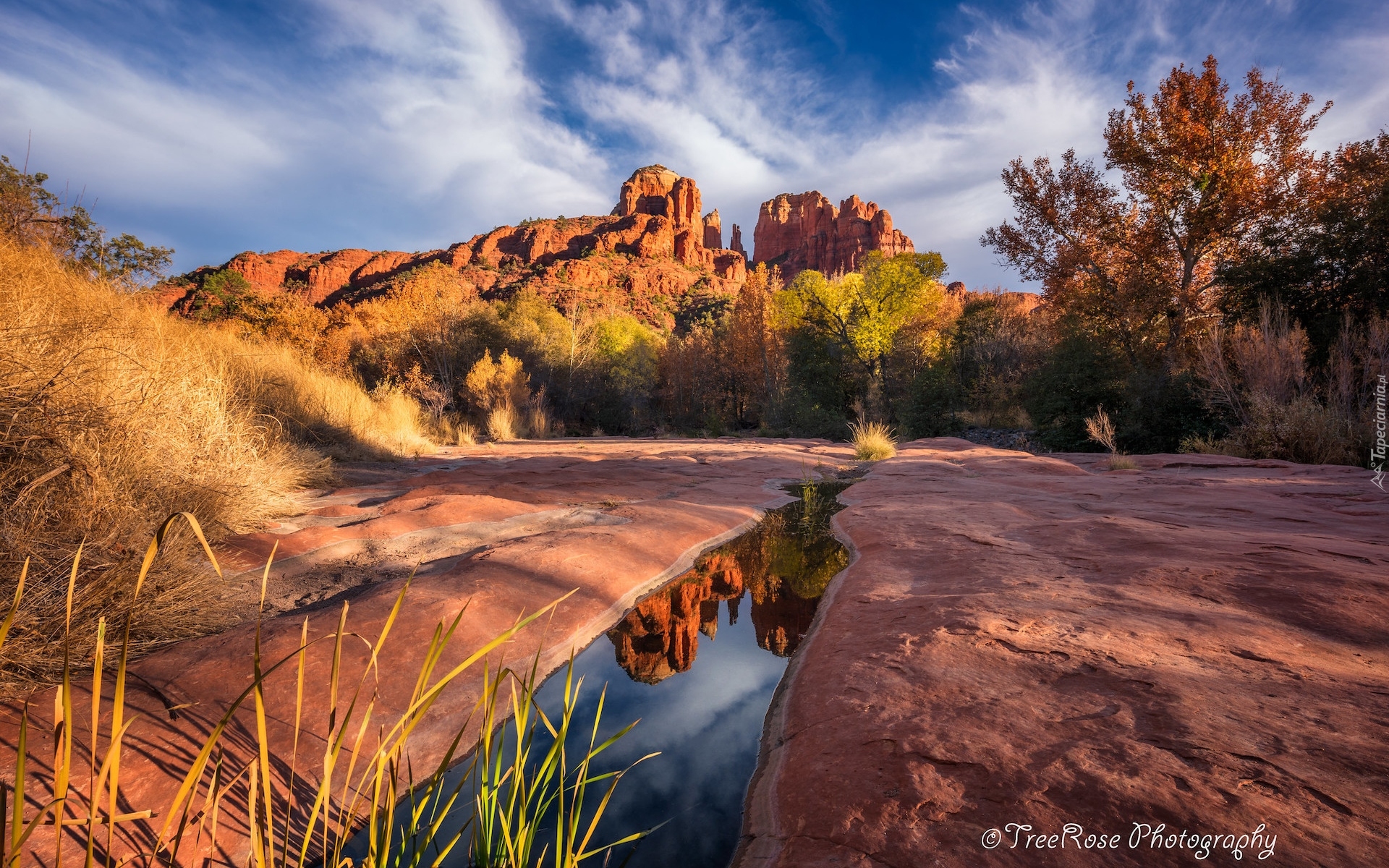 Skały, Kałuża, Drzewa, Formacja Cathedral Rock, Sedona, Arizona, Stany Zjednoczone