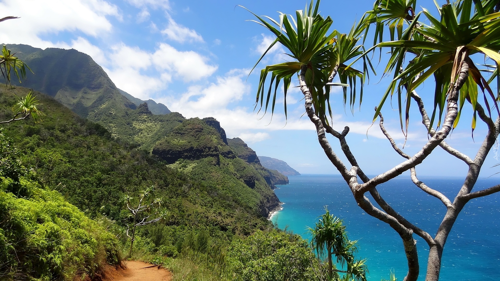 Góry, Palmy, Zatoka, Wailua Bay, Morze, Wyspa Kauai, Hawaje