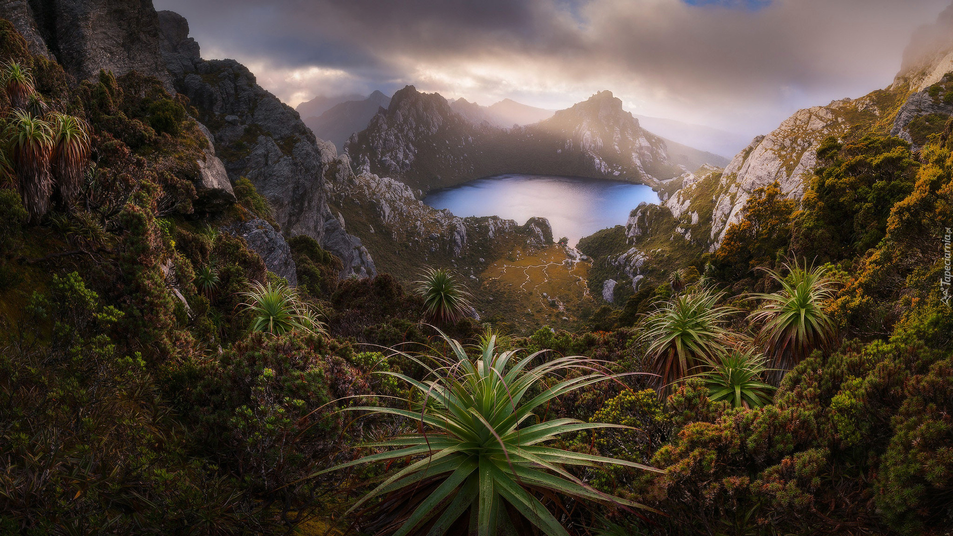 Australia, Tasmania, Park Narodowy Southwest, Góry, Skały, Jezioro Oberon, Rośliny