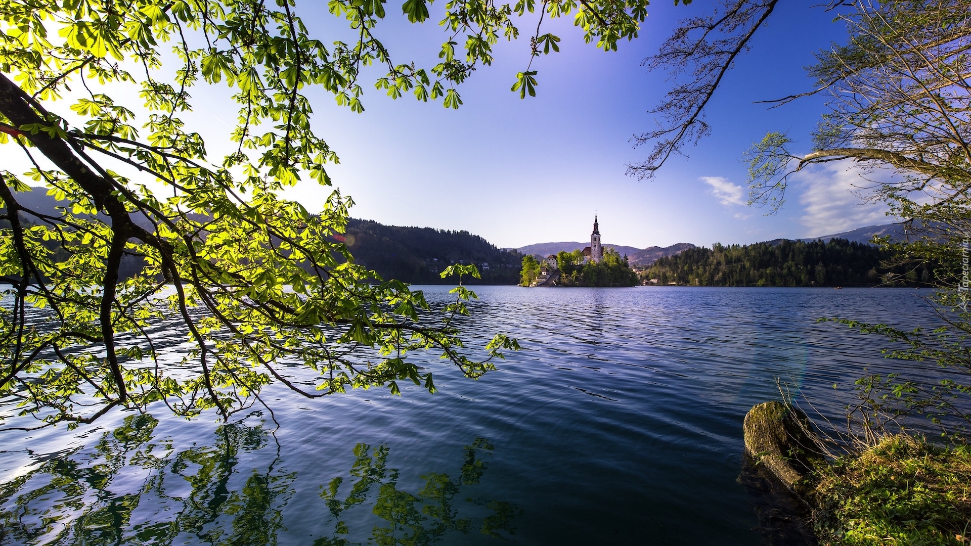 Słowenia, Wyspa Blejski Otok, Jezioro Bled, Kościół Wniebowzięcia Marii Panny, Góry, Drzewa, Gałęzie