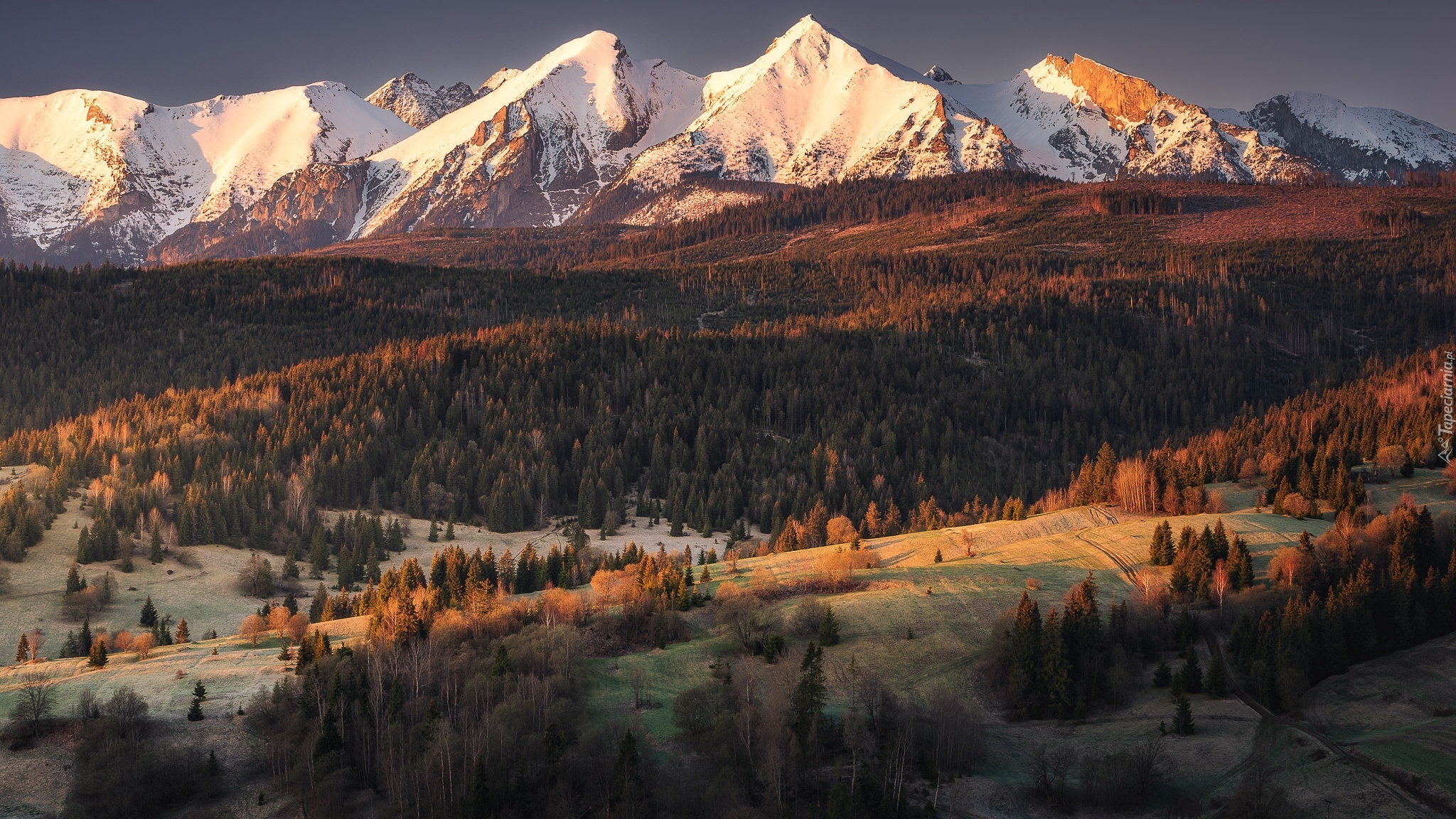 Słowacja, Góry, Tatry Bielskie, Wzgórza, Drzewa