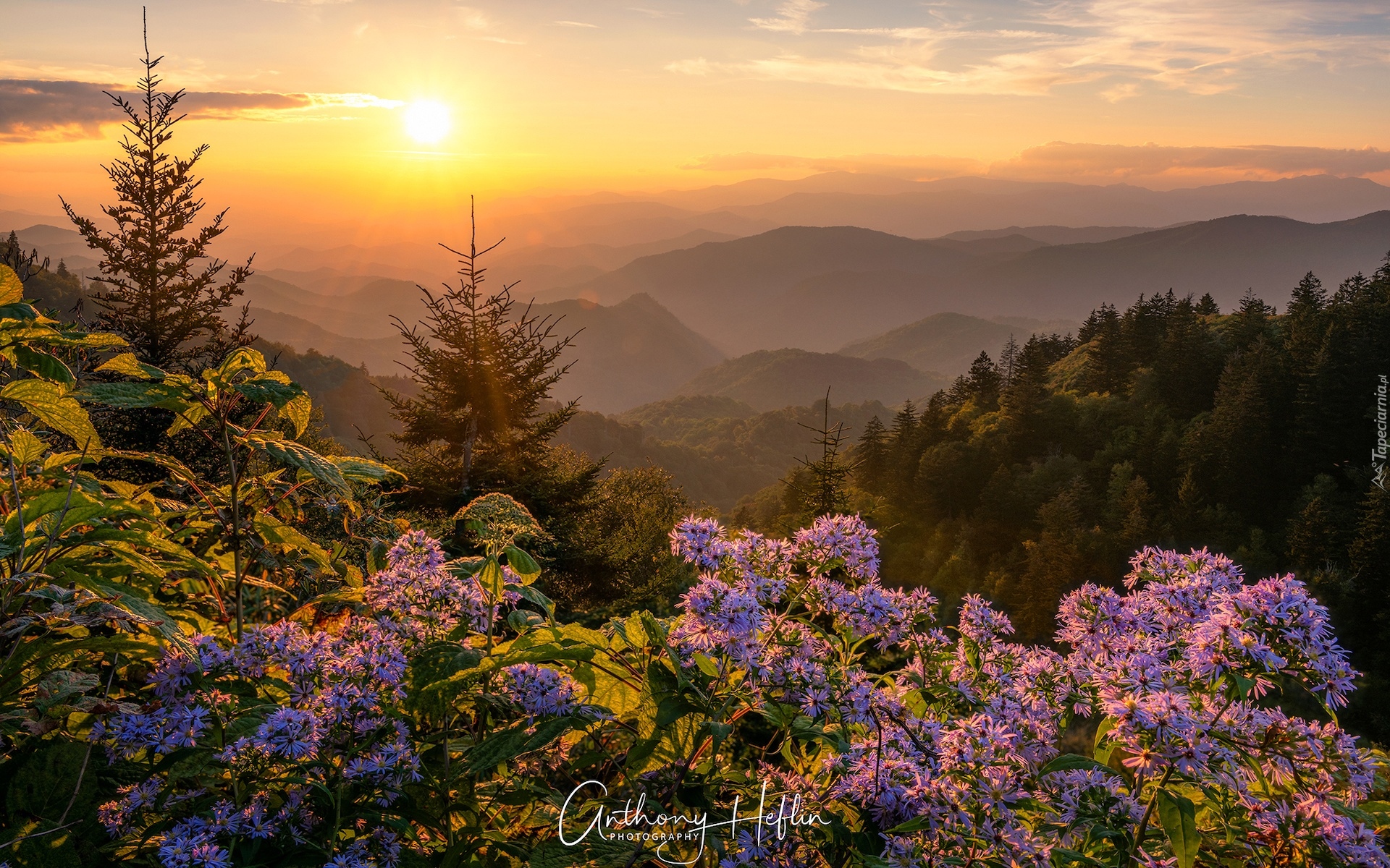 Stany Zjednoczone, Stan Karolina Północna, Park Narodowy Great Smoky Mountains, Góry, Great Smoky Mountains, Zachód słońca, Drzewa, Kwiaty