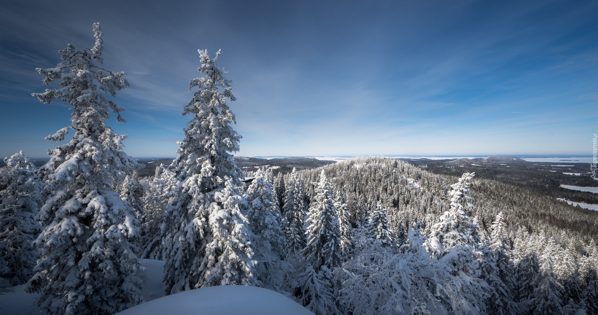 Finlandia, Karelia Północna, Park Narodowy Koli, jezioro Pielinen, Zima, Drzewa, Świerki, Wzgórza