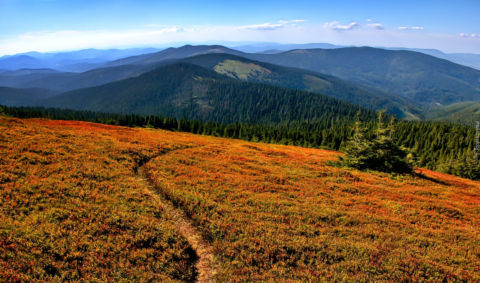 Łąka, Ścieżka, Góry, Szczyt, Pilsko, Las, Beskid Żywiecki, Polska