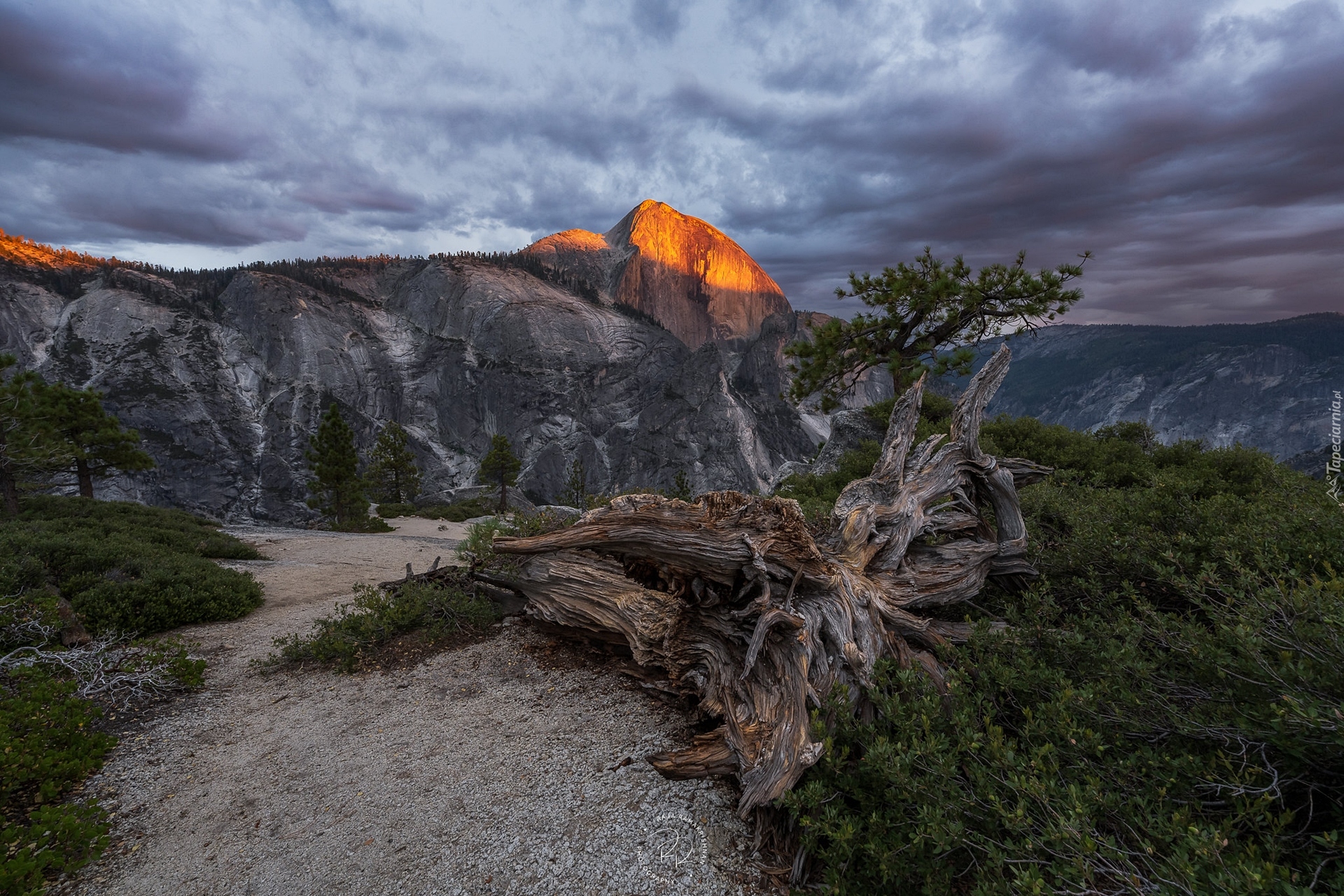 Góry, Szczyt Half Dome, Drzewa, Konar, Park Narodowy Yosemite, Kalifornia, Stany Zjednoczone