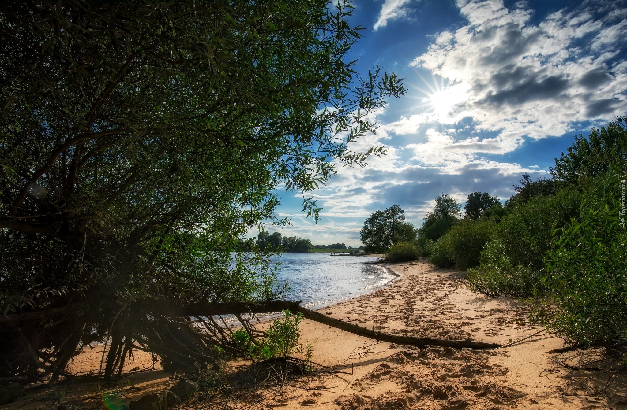 Niemcy, Szlezwik-Holsztyn, Rzeka Łaba, Brzeg, Piasek, Drzewa