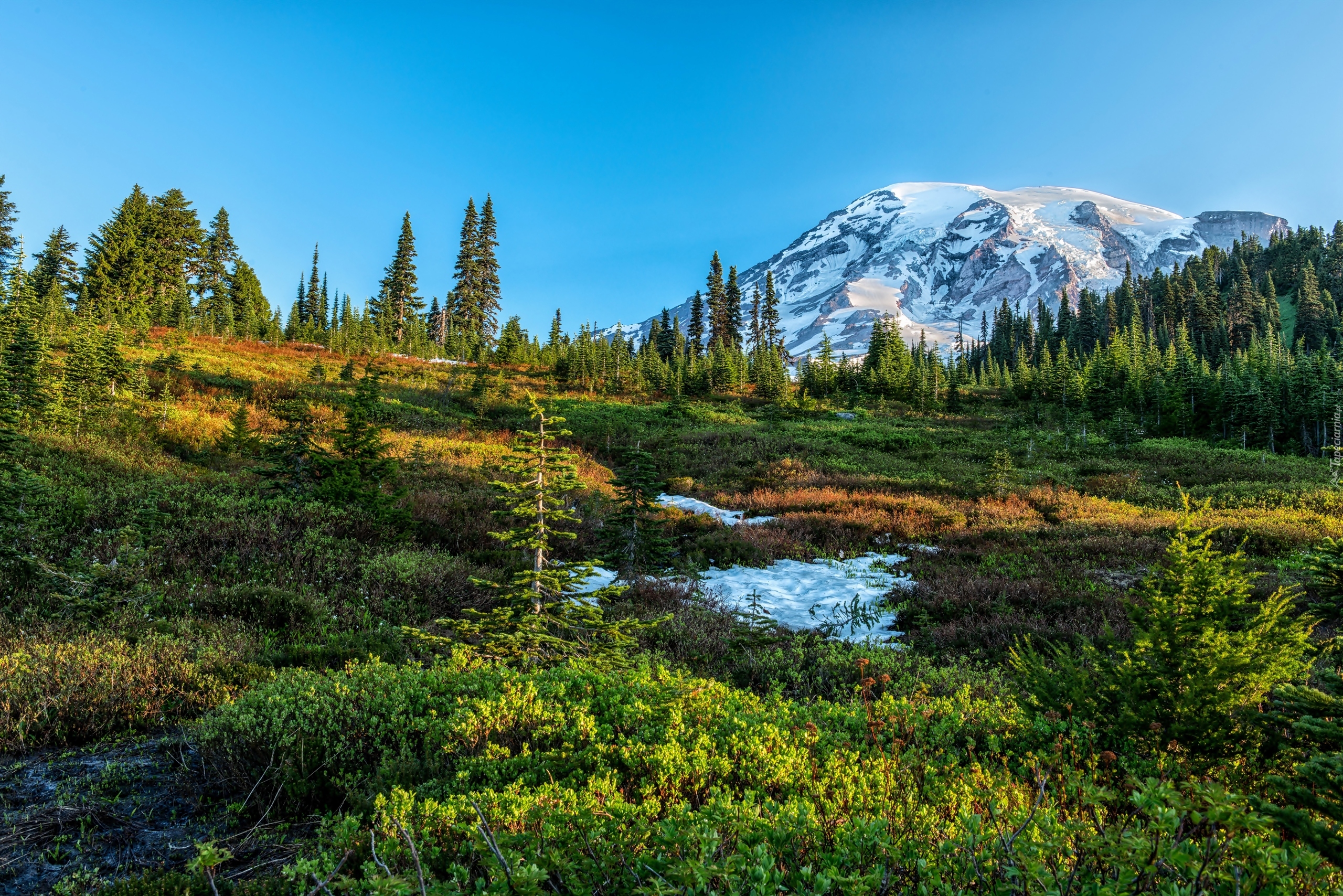 Stany Zjednoczone, Stan Waszyngton, Park Narodowy Mount Rainier, Stratowulkan Mount Rainier, Góry, Drzewa, Polana, Łąka, Śnieg