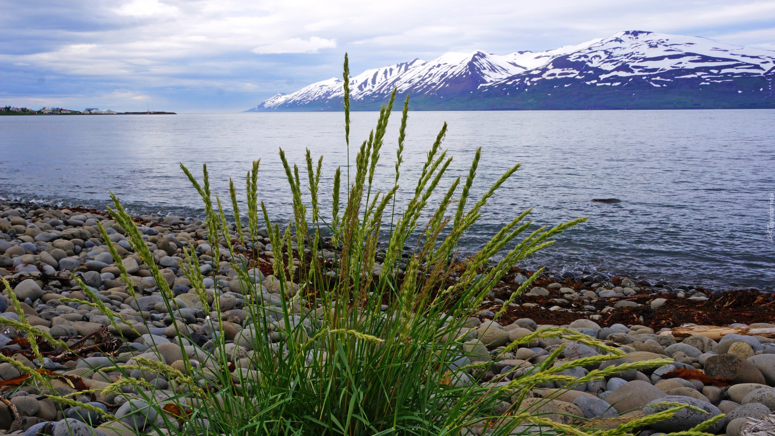 Islandia, Góry, Stratowulkan Snaefellsjökull, Morze, Kamienie, Trawa