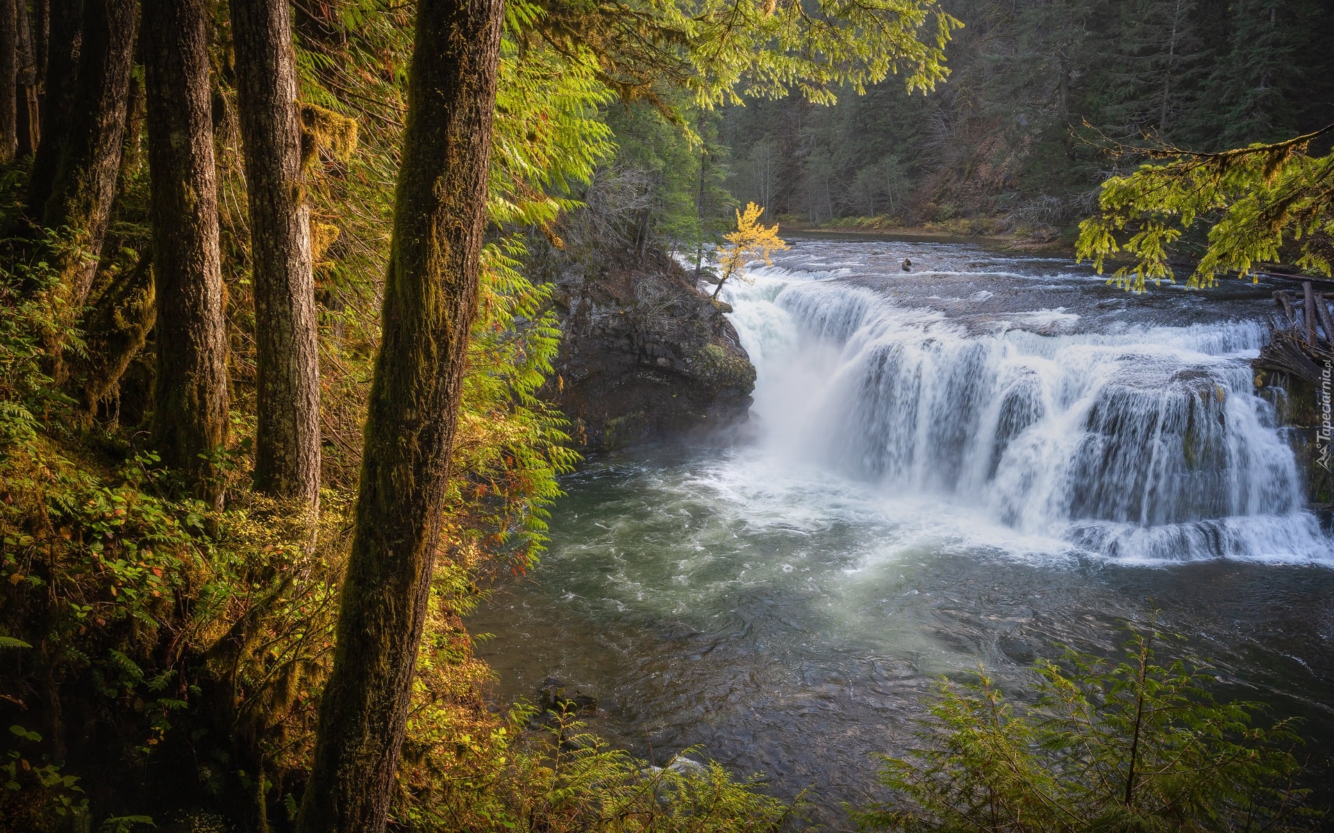 Las, Drzewa, Rzeka, Lewis River, Wodospad, Lower Lewis River Falls, Stan Waszyngton, Stany Zjednoczone